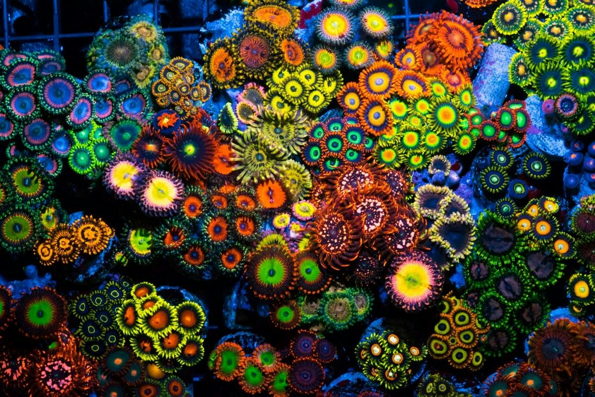 Zoanthids/Palythoas Corals [Holographic]