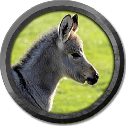 user avatar image for Dilly