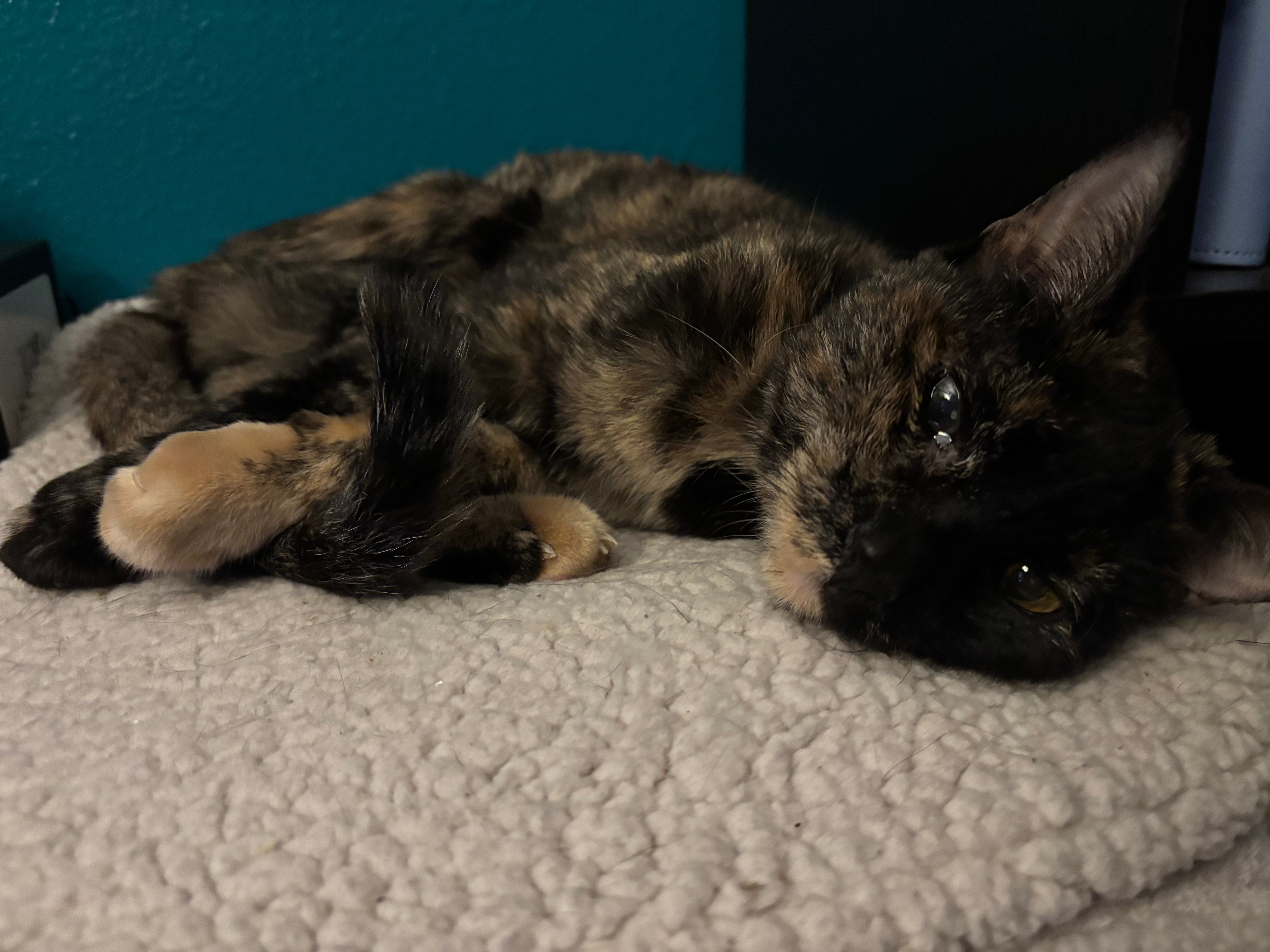 user avatar image for Sabrina Holt