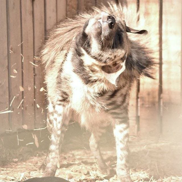 user avatar image for Koda Koba