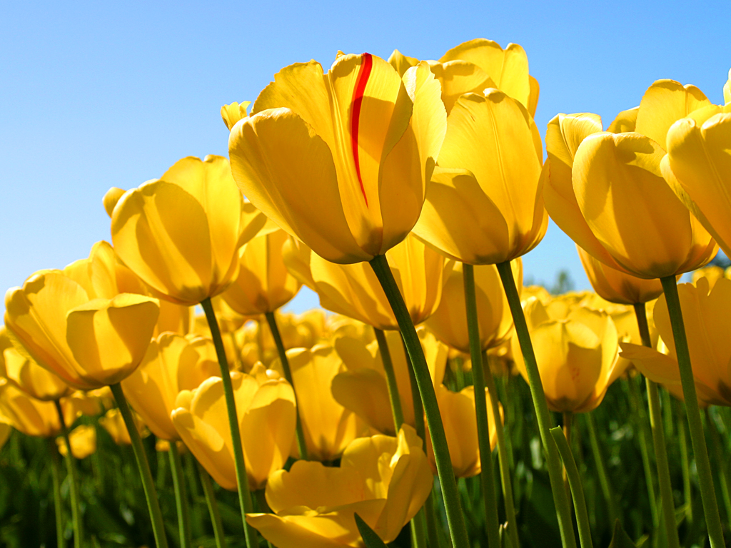 user avatar image for FlowerIRL