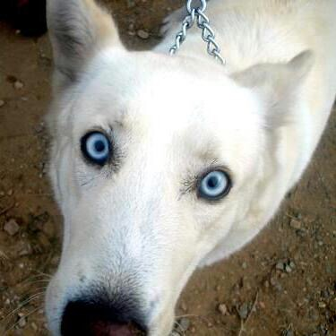 user avatar image for Galahad