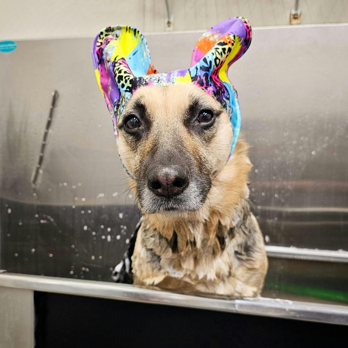 user avatar image for Liz