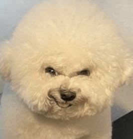 user avatar image for Bells