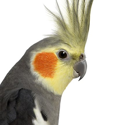 user avatar image for Anonymous Cockatiel #716570
