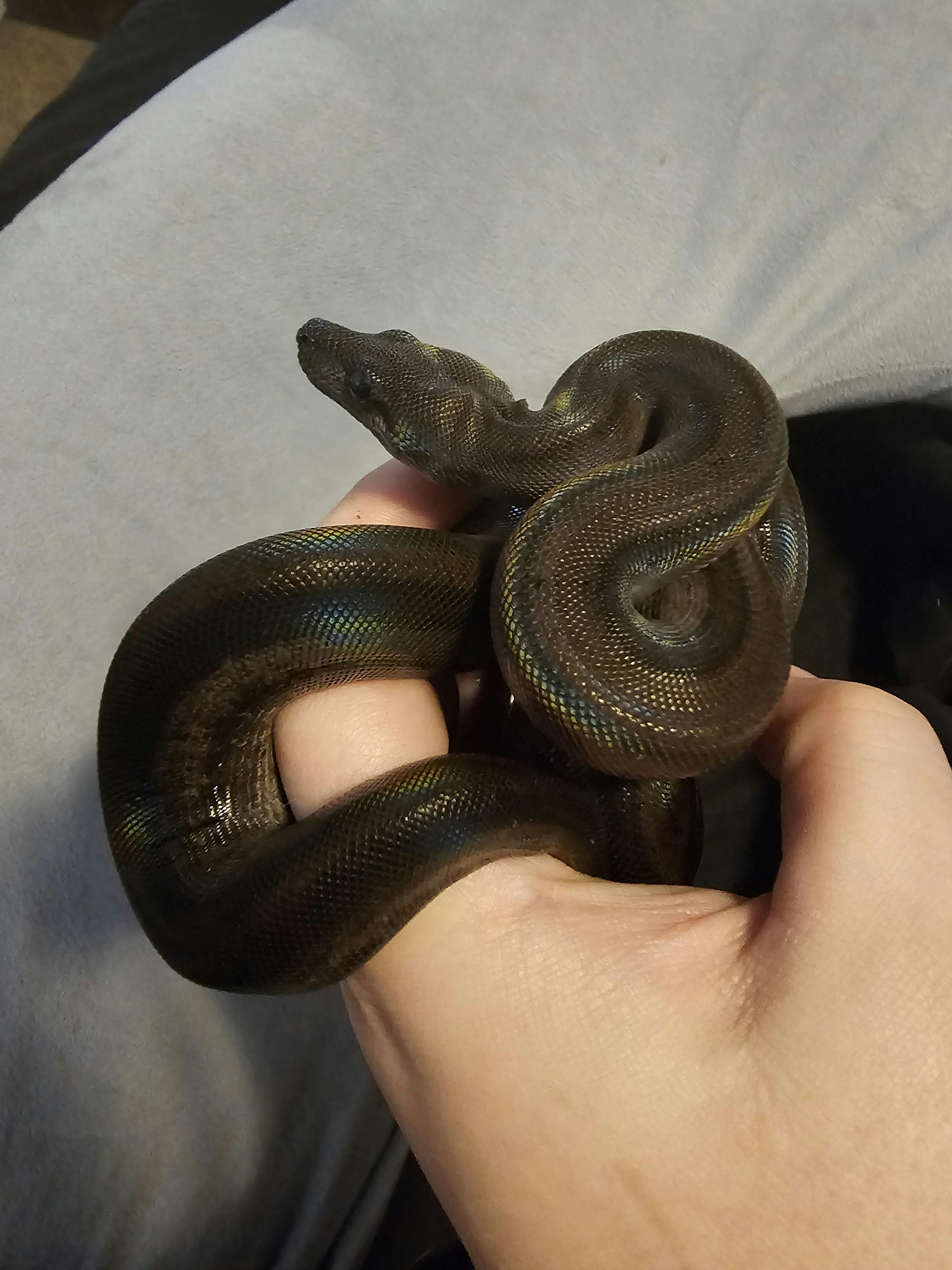 user avatar image for Ororis