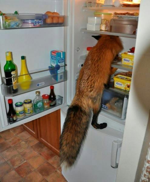 user avatar image for Fox McFoxington