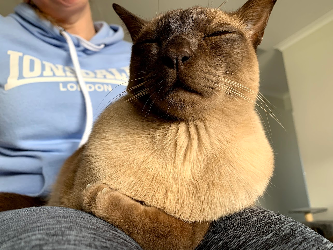 user avatar image for rossv