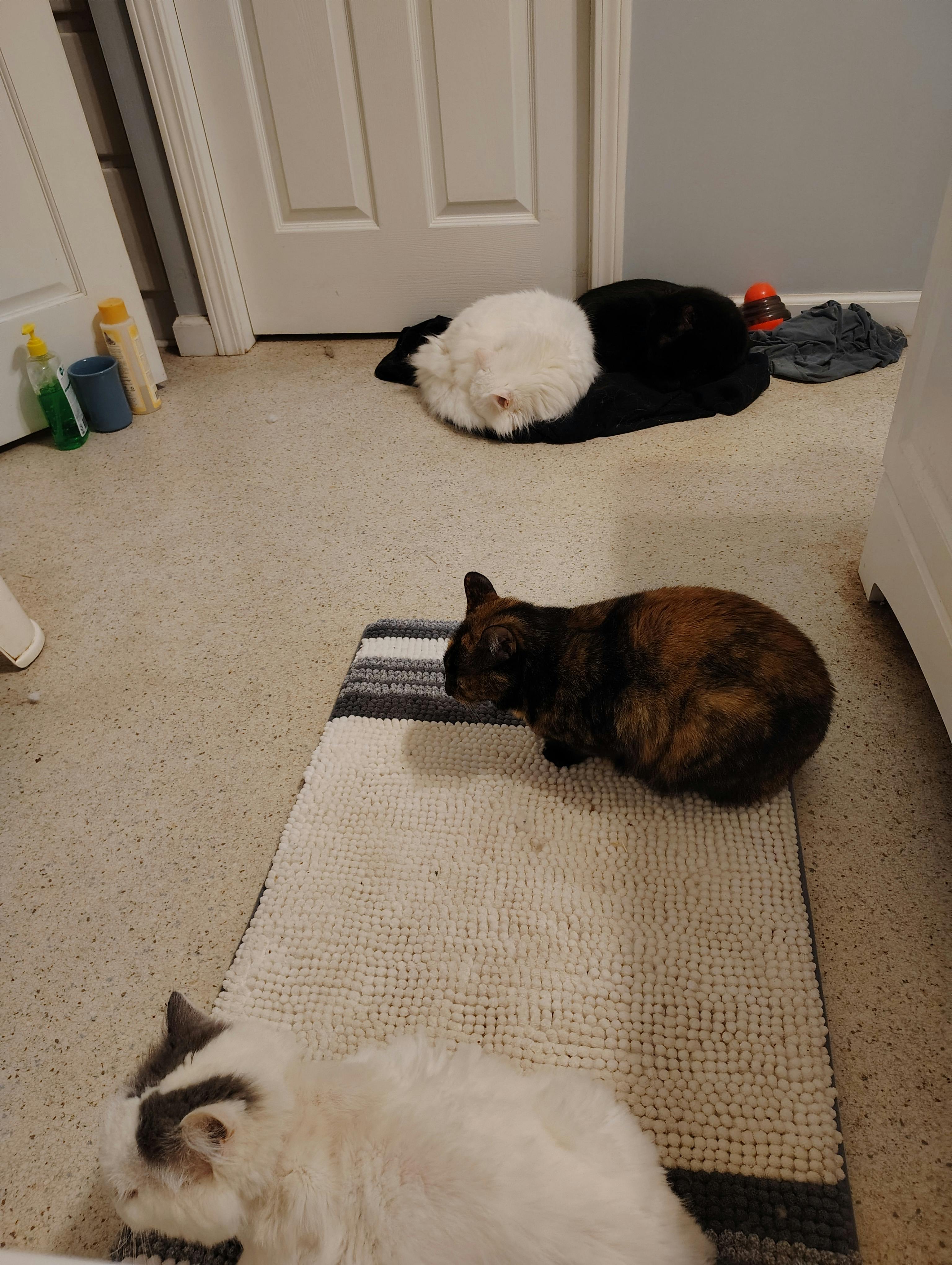 user avatar image for SageLiln