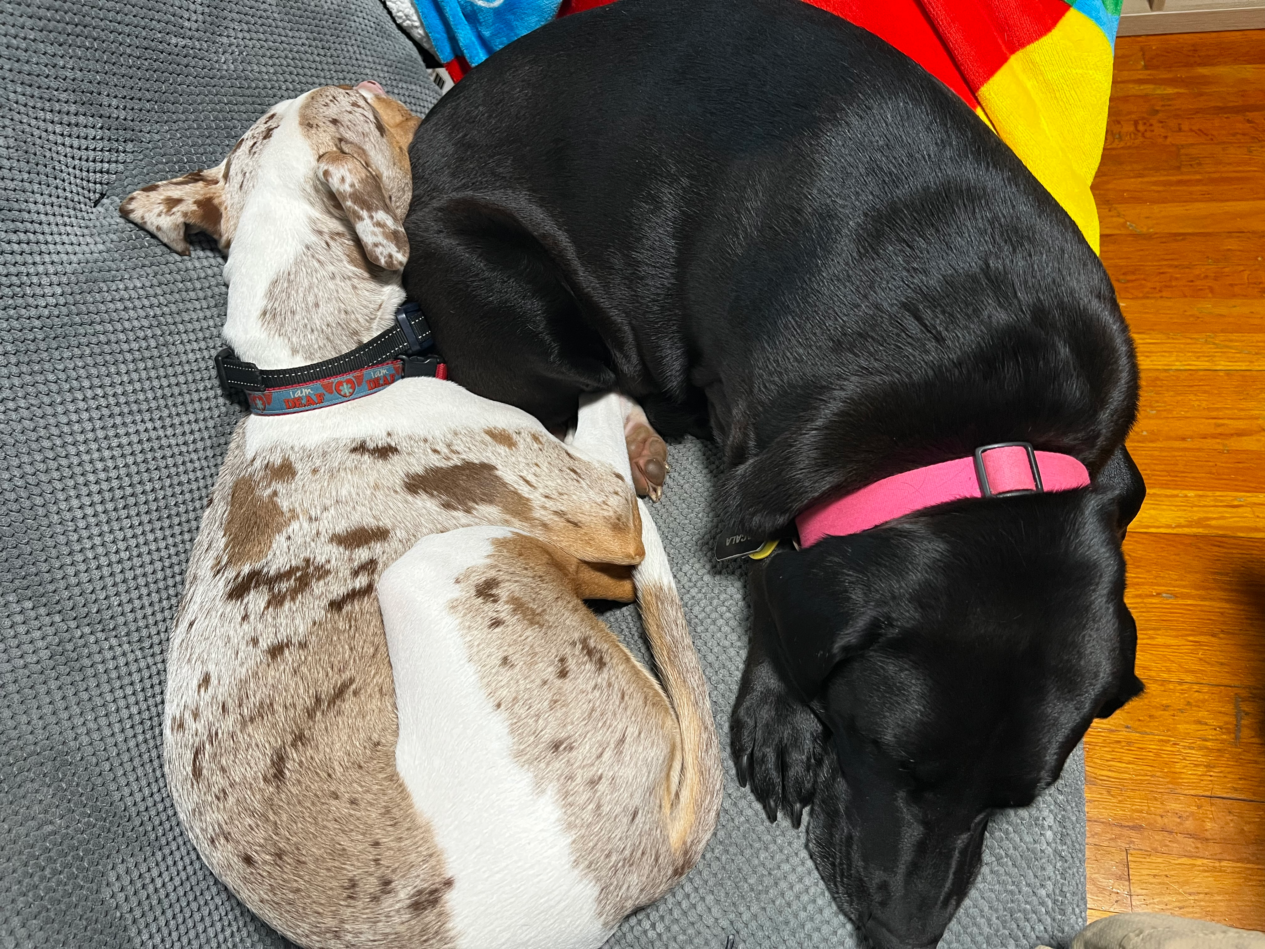 user avatar image for Ogee