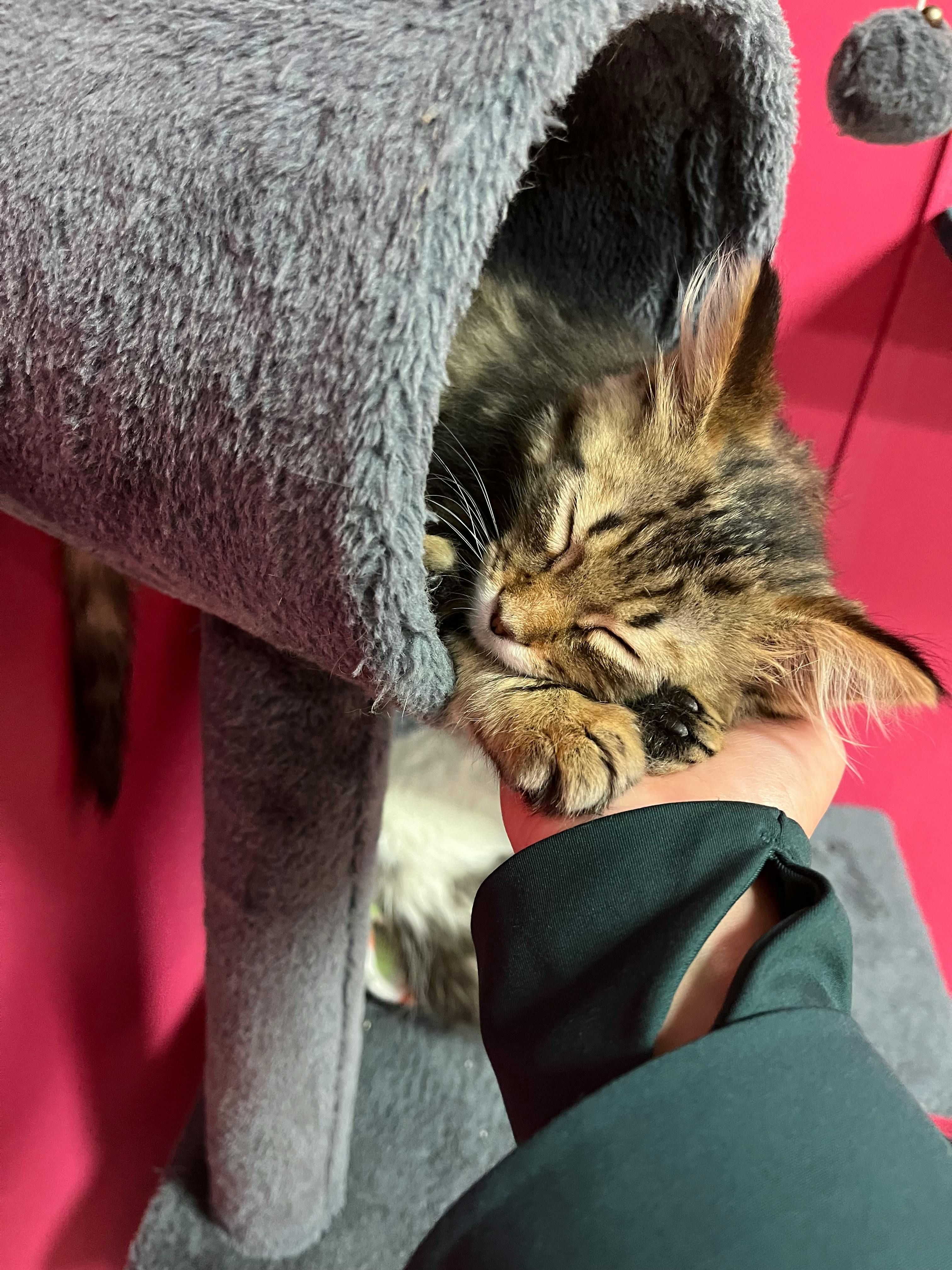 user avatar image for Mercedes Sosa