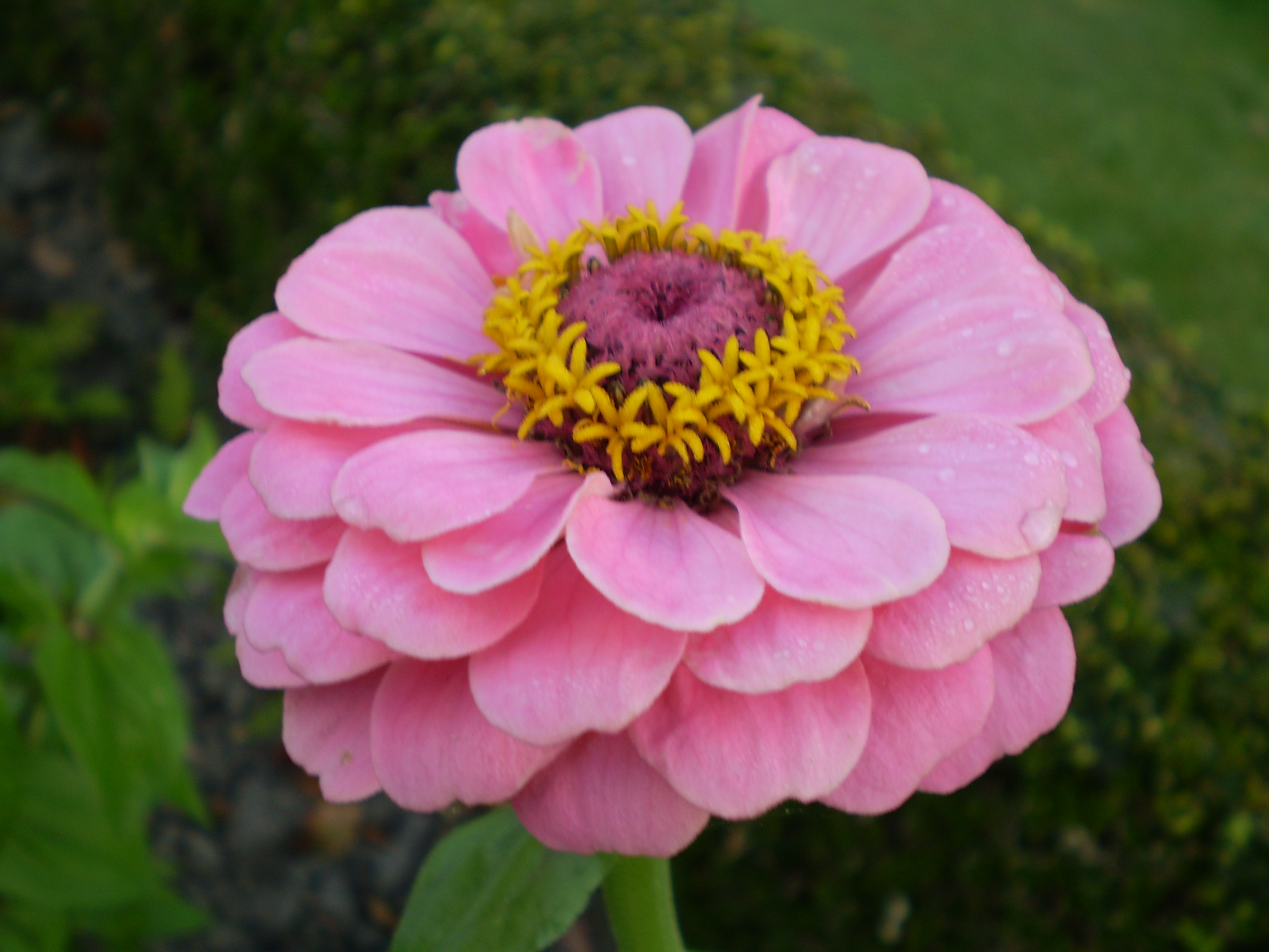 user avatar image for Zinnia Rodriguez