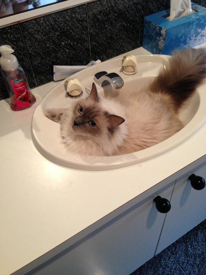 user avatar image for Caitlin Smith