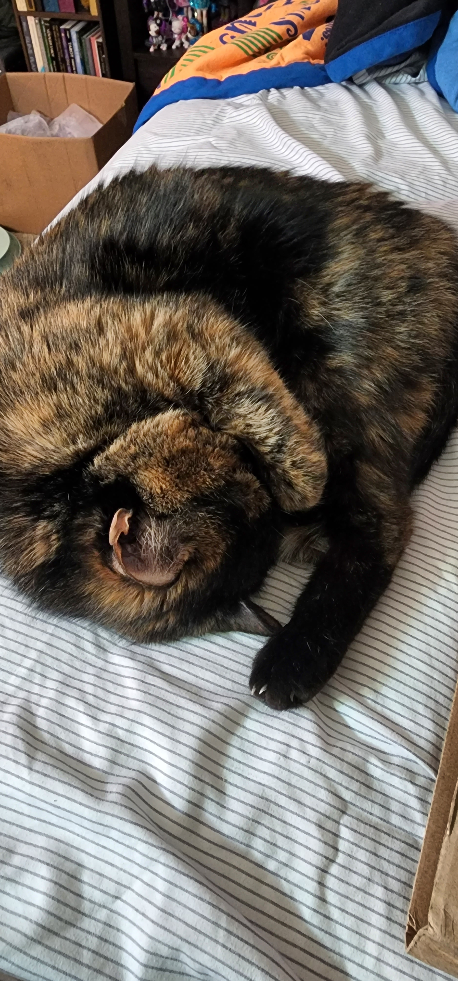 user avatar image for Liz V