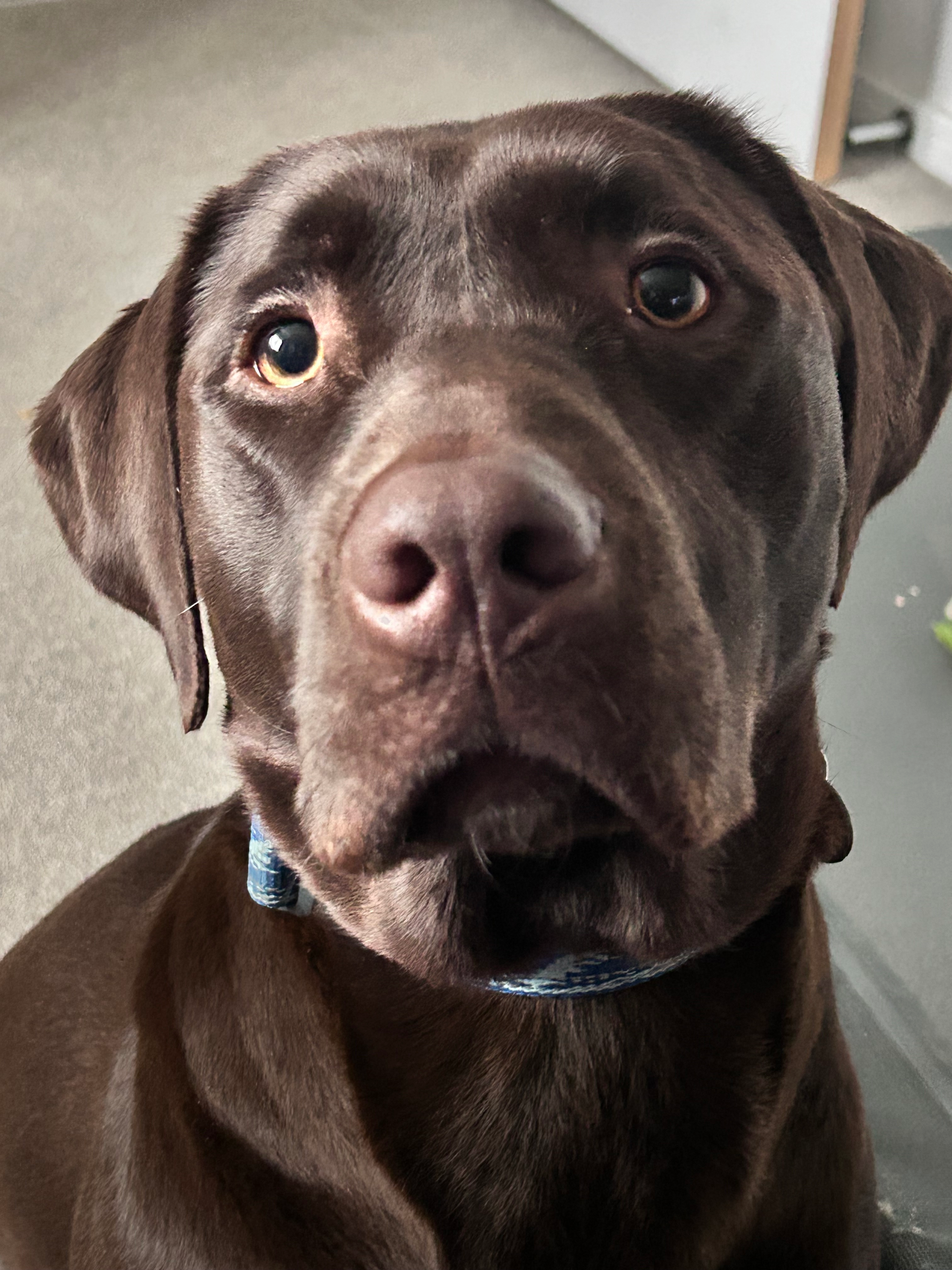 user avatar image for Bungle