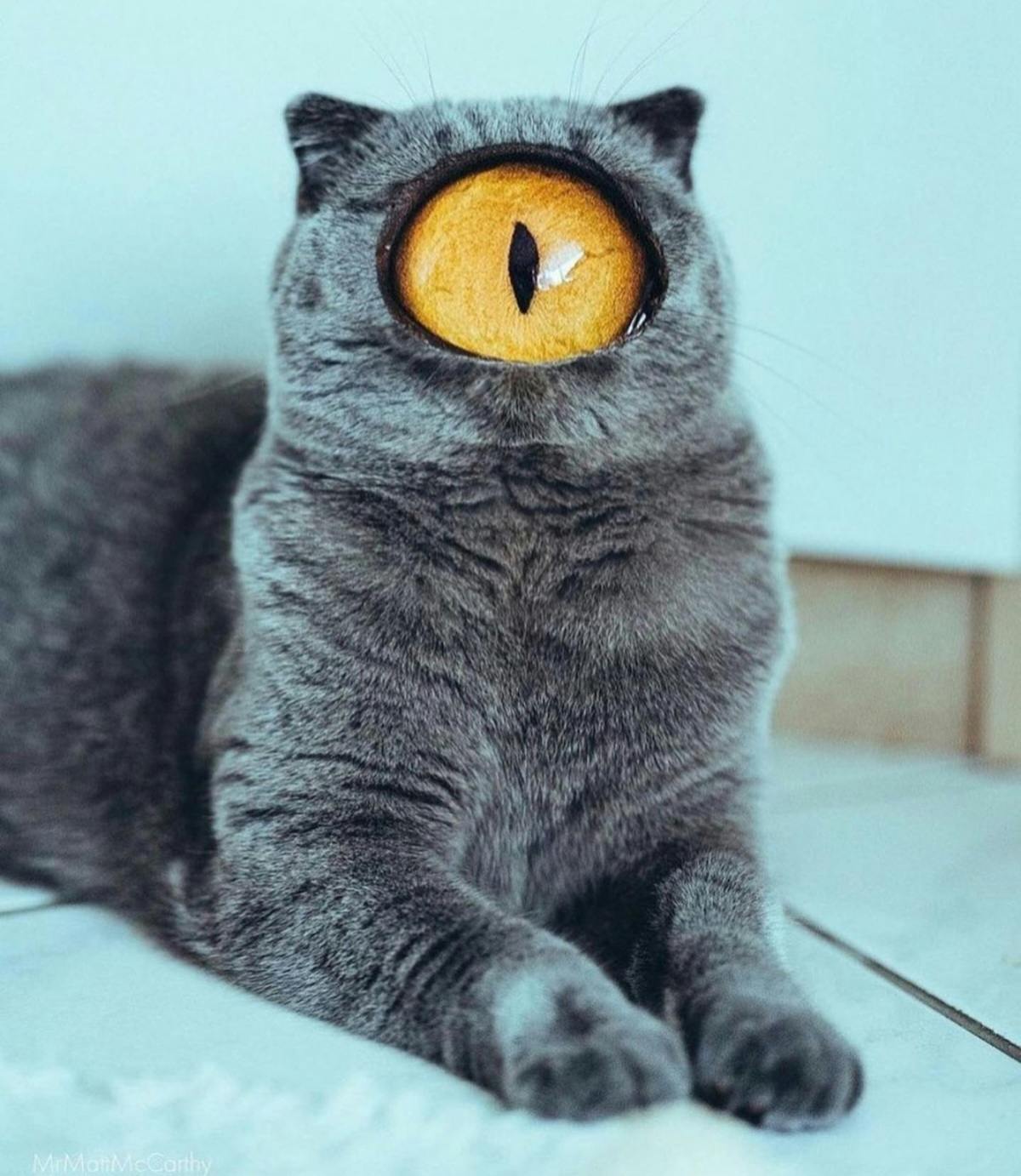 user avatar image for Allie