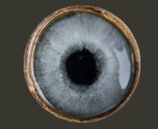 user avatar image for SolidSentientH2O 