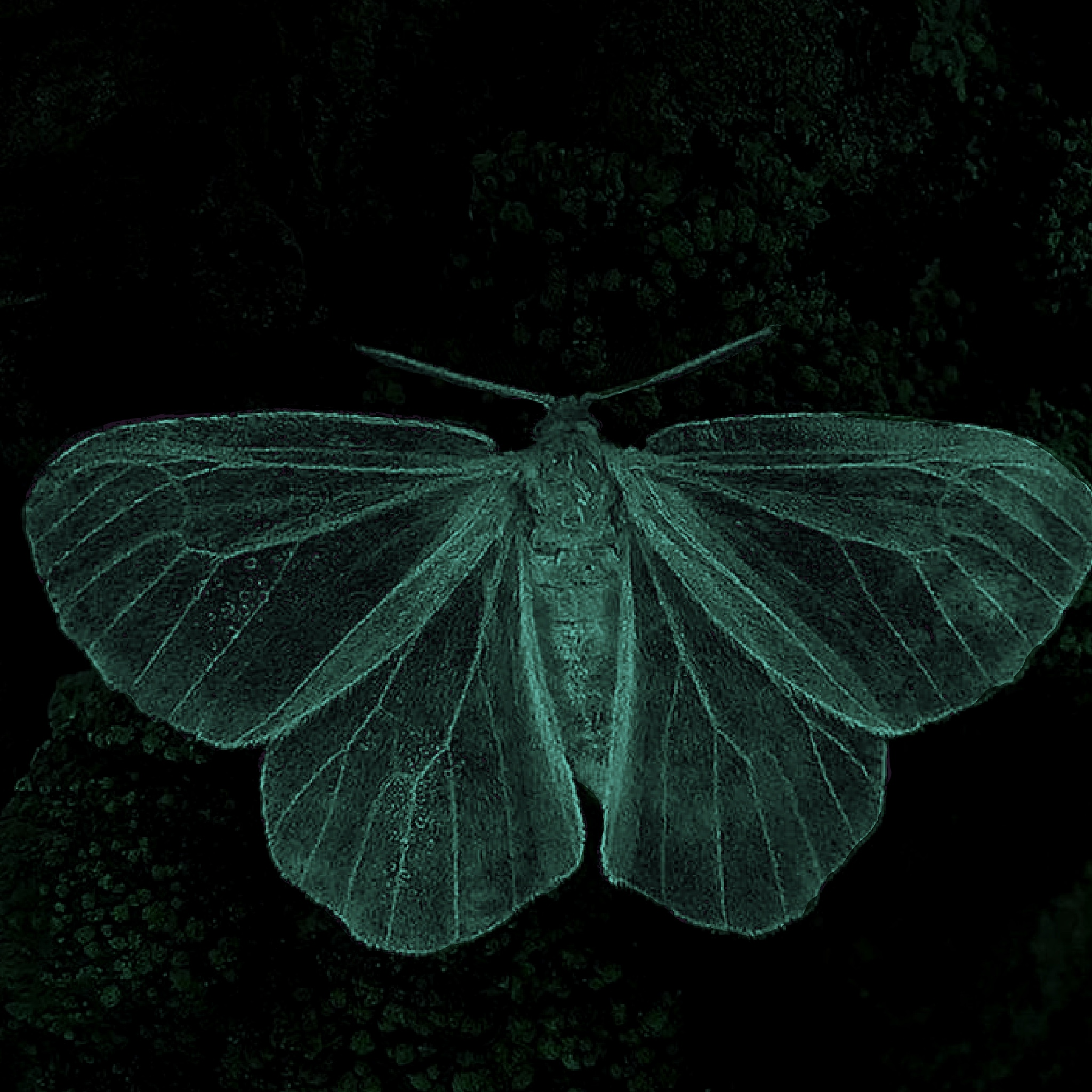 user avatar image for Moth 