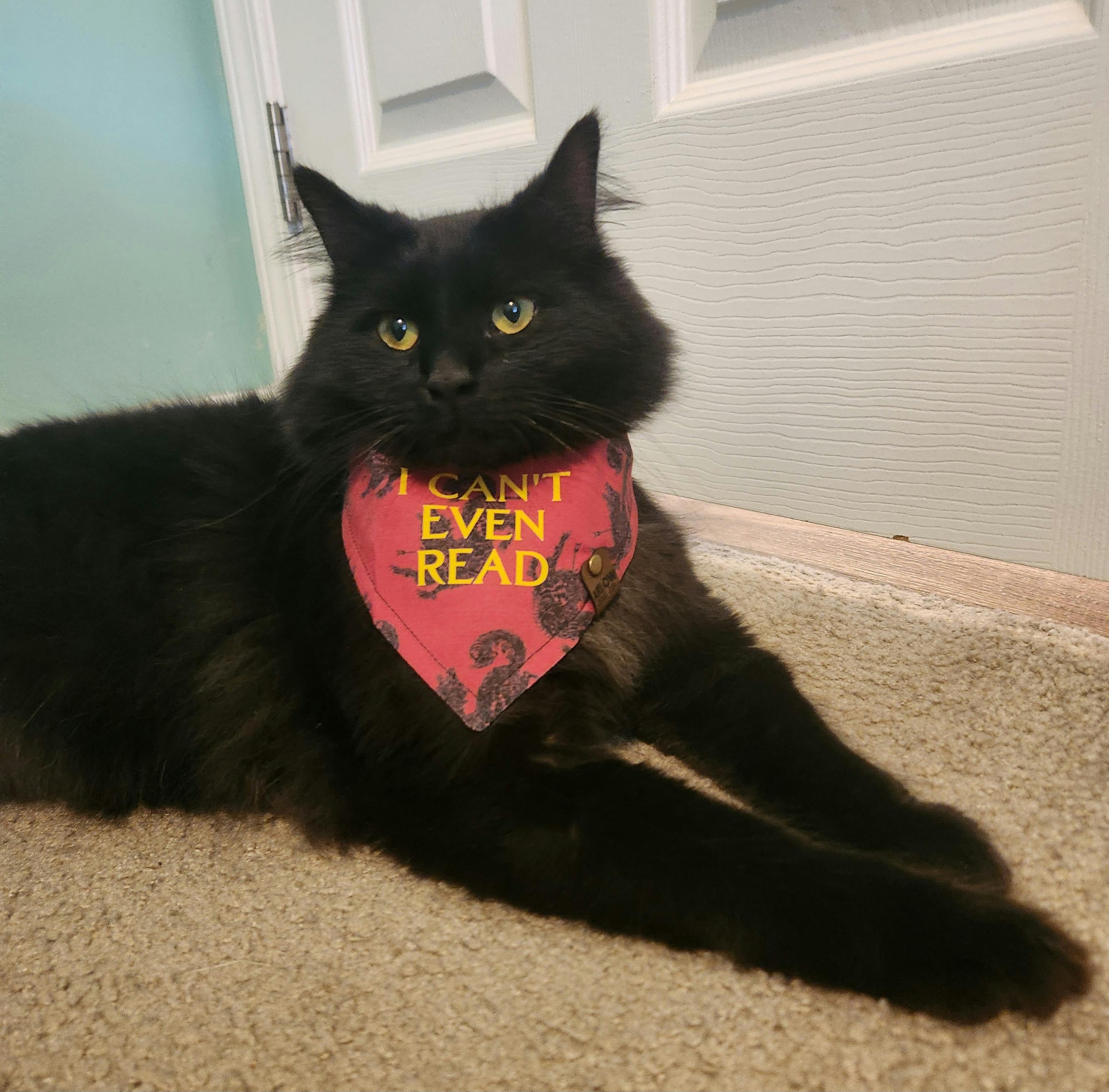 user avatar image for Tayler Hensley 