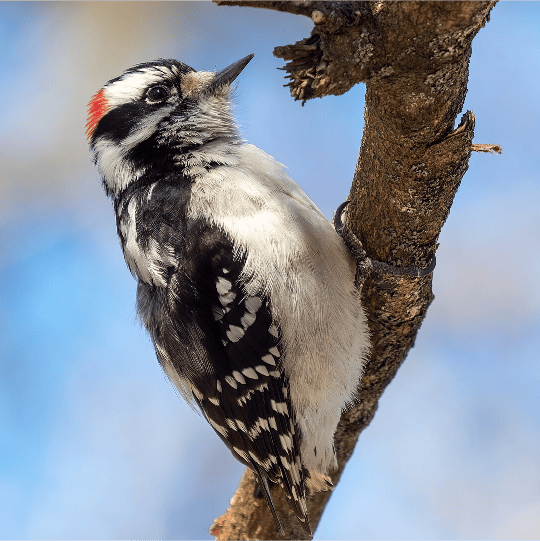 Downy Woodpecker