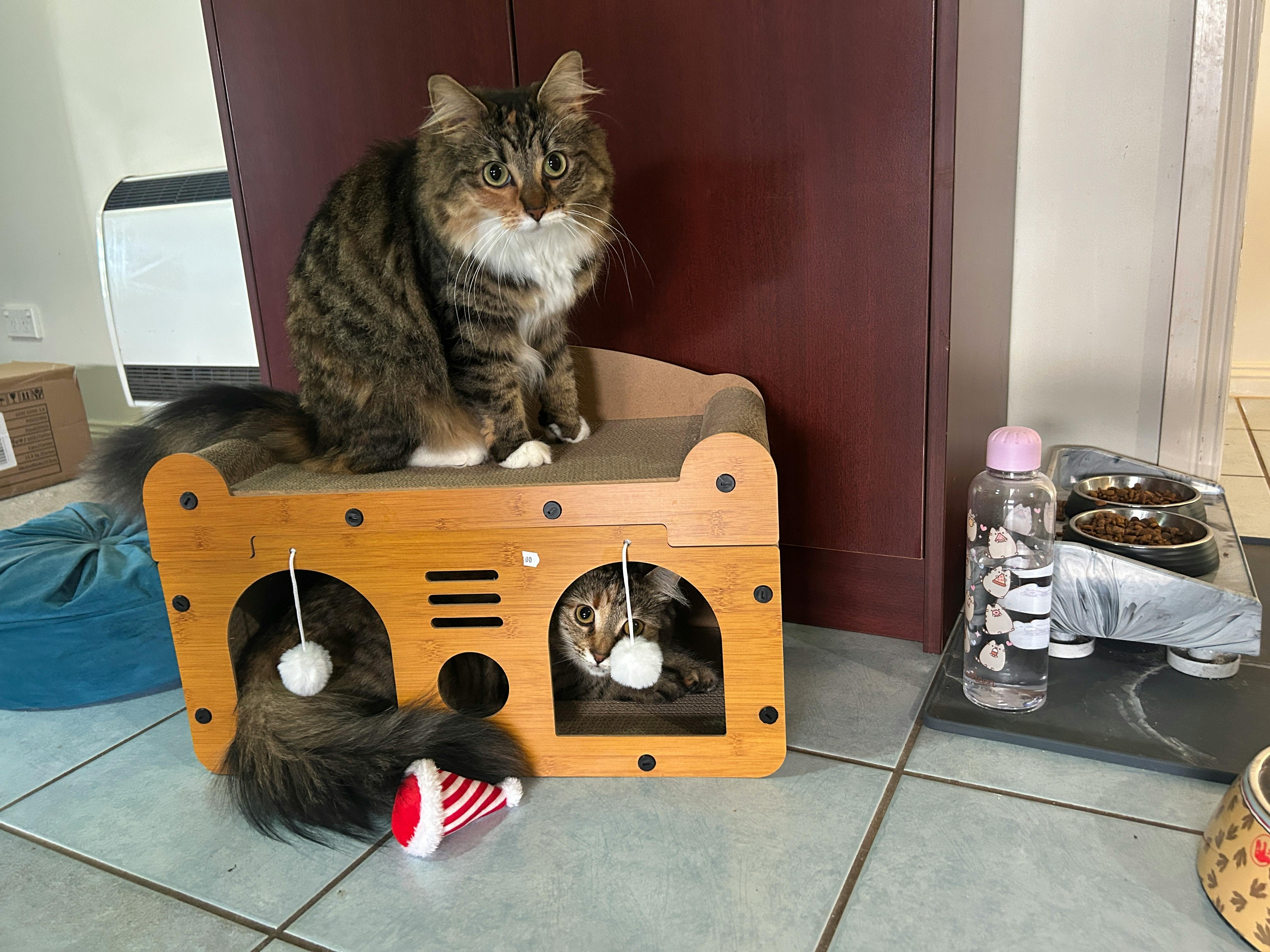 user avatar image for FeralJo