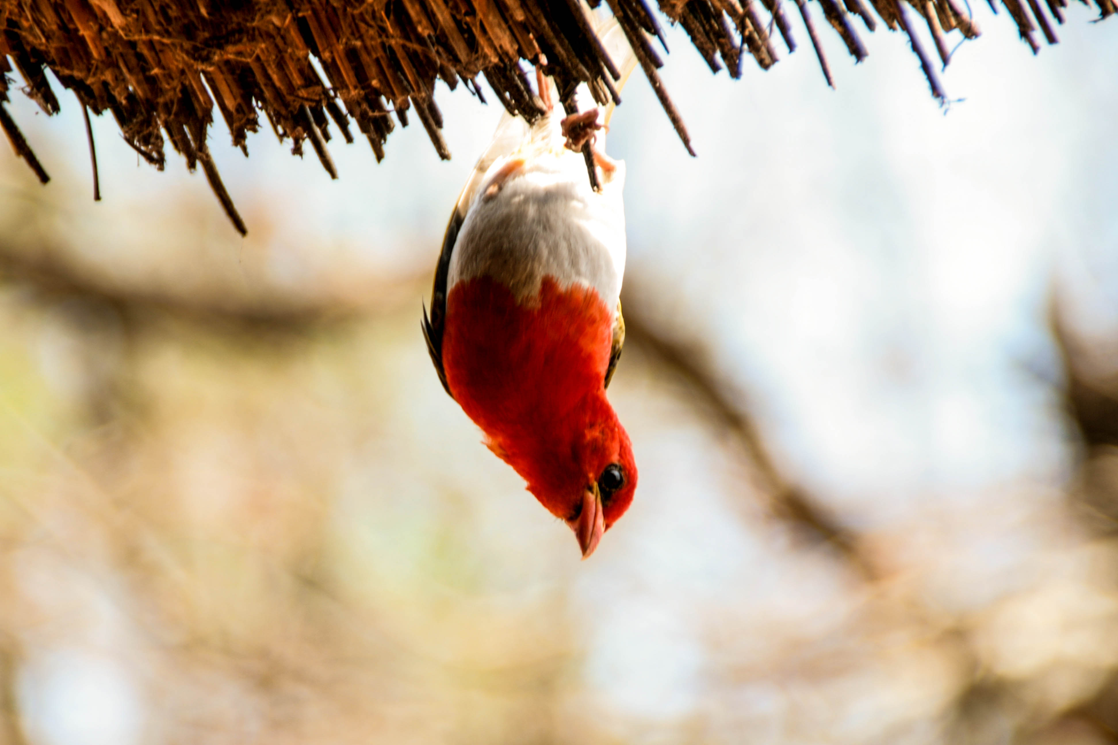 user avatar image for Fallafell