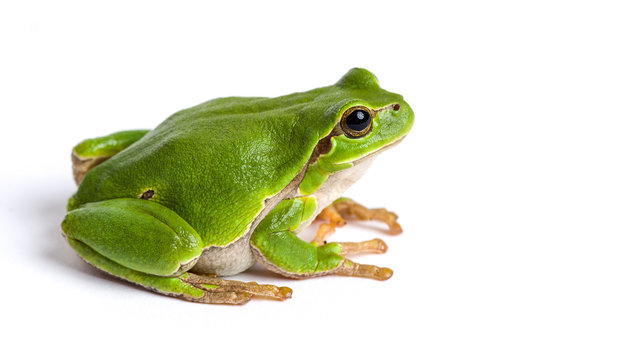 banner_image