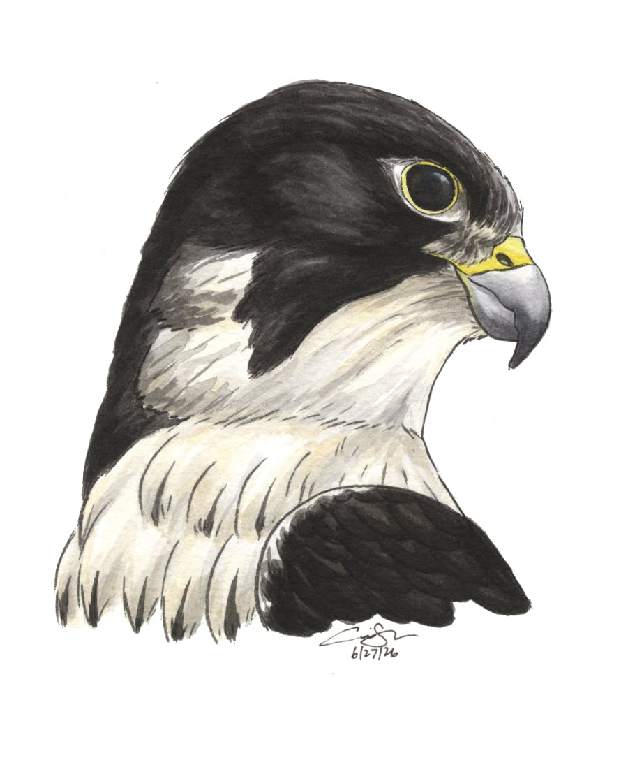 Peregrine Falcon