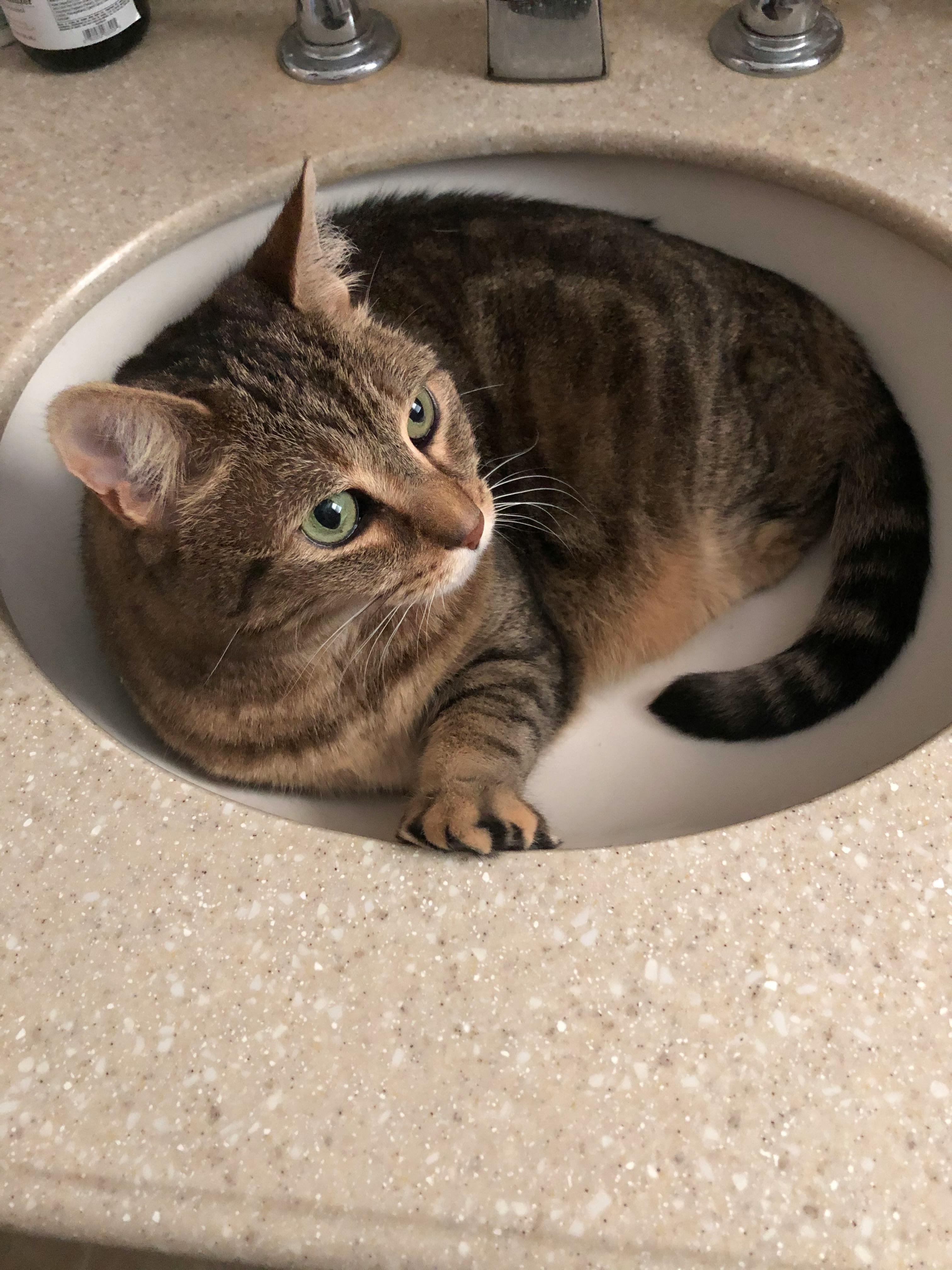 user avatar image for Yifat Cestare