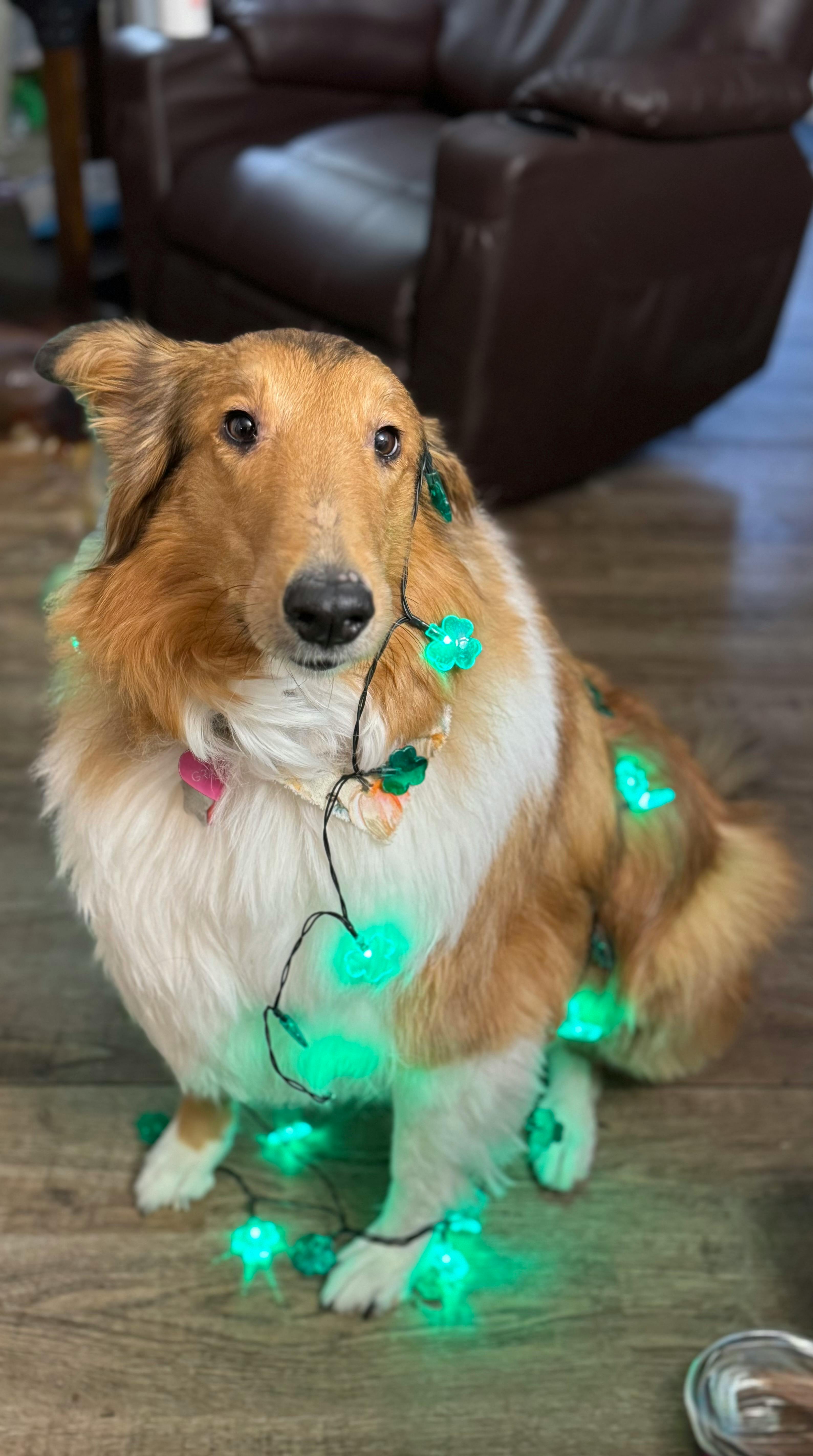 user avatar image for Meg