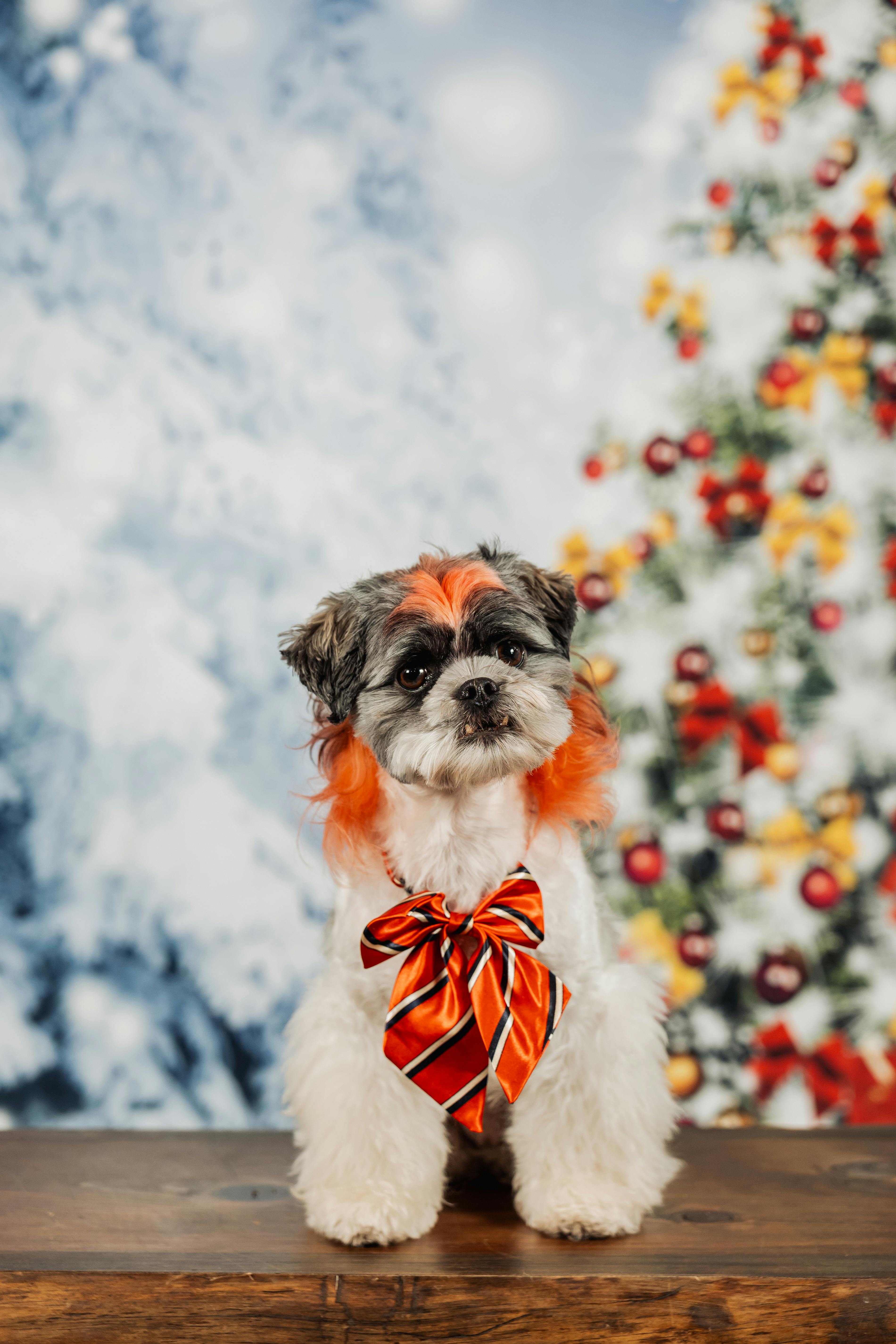 user avatar image for Amanda Kat Coughlin