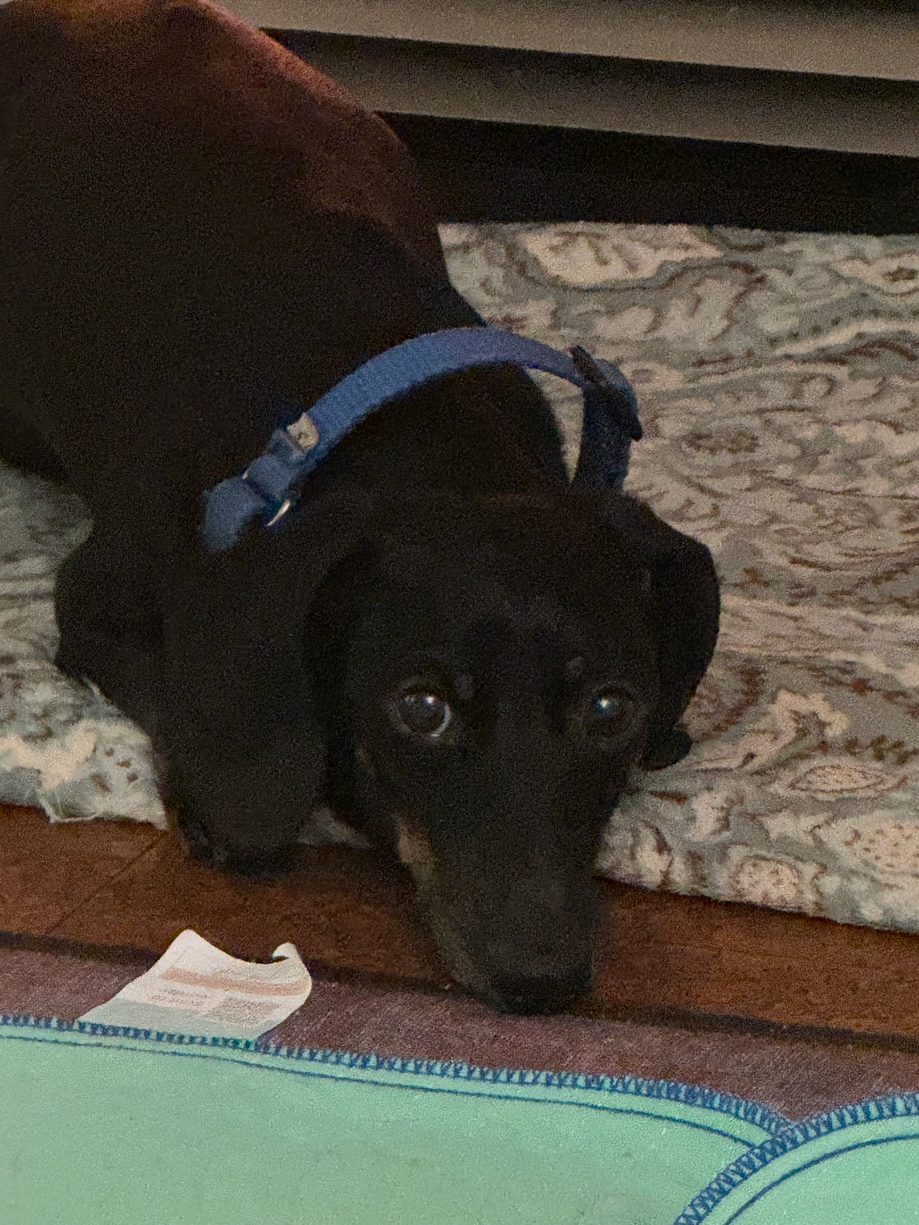 user avatar image for DachsMom