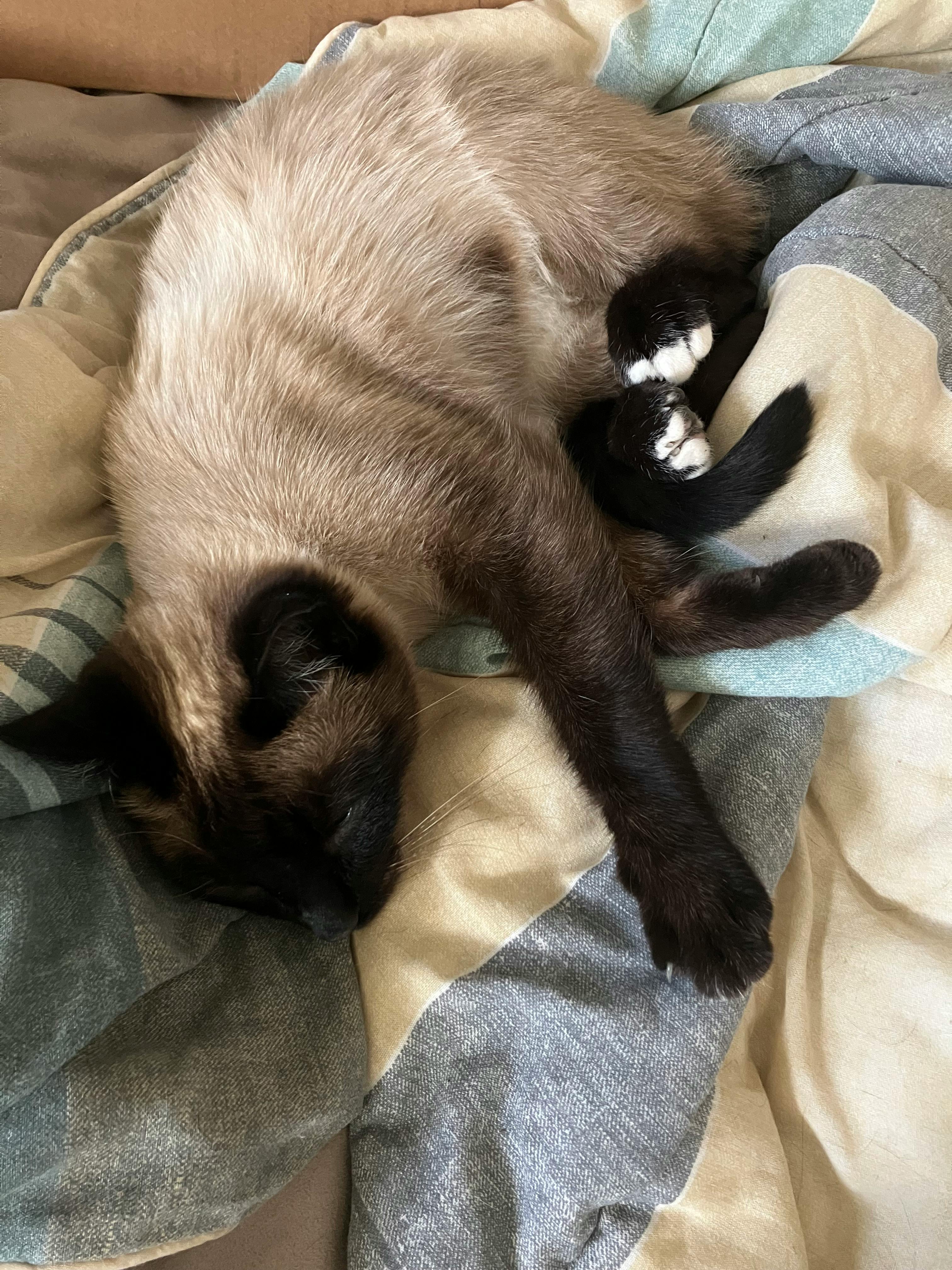 user avatar image for Tristan Hawk