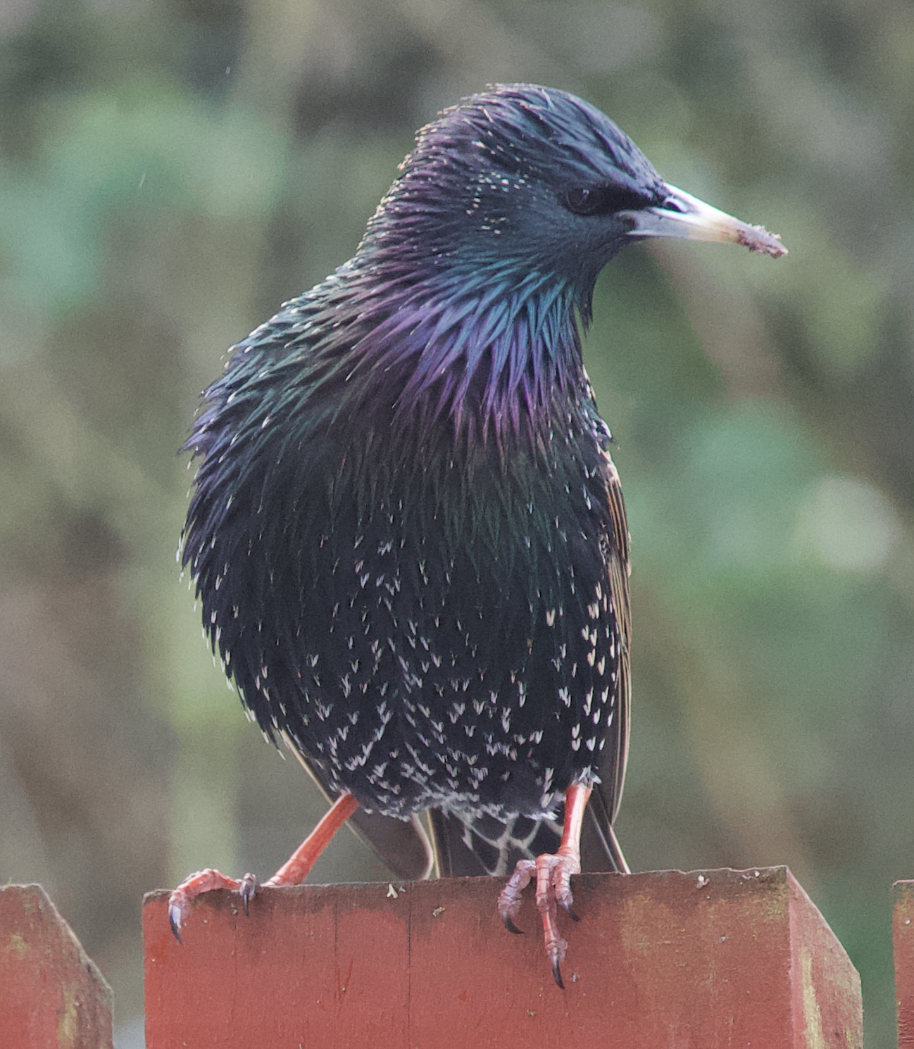 user avatar image for higgs