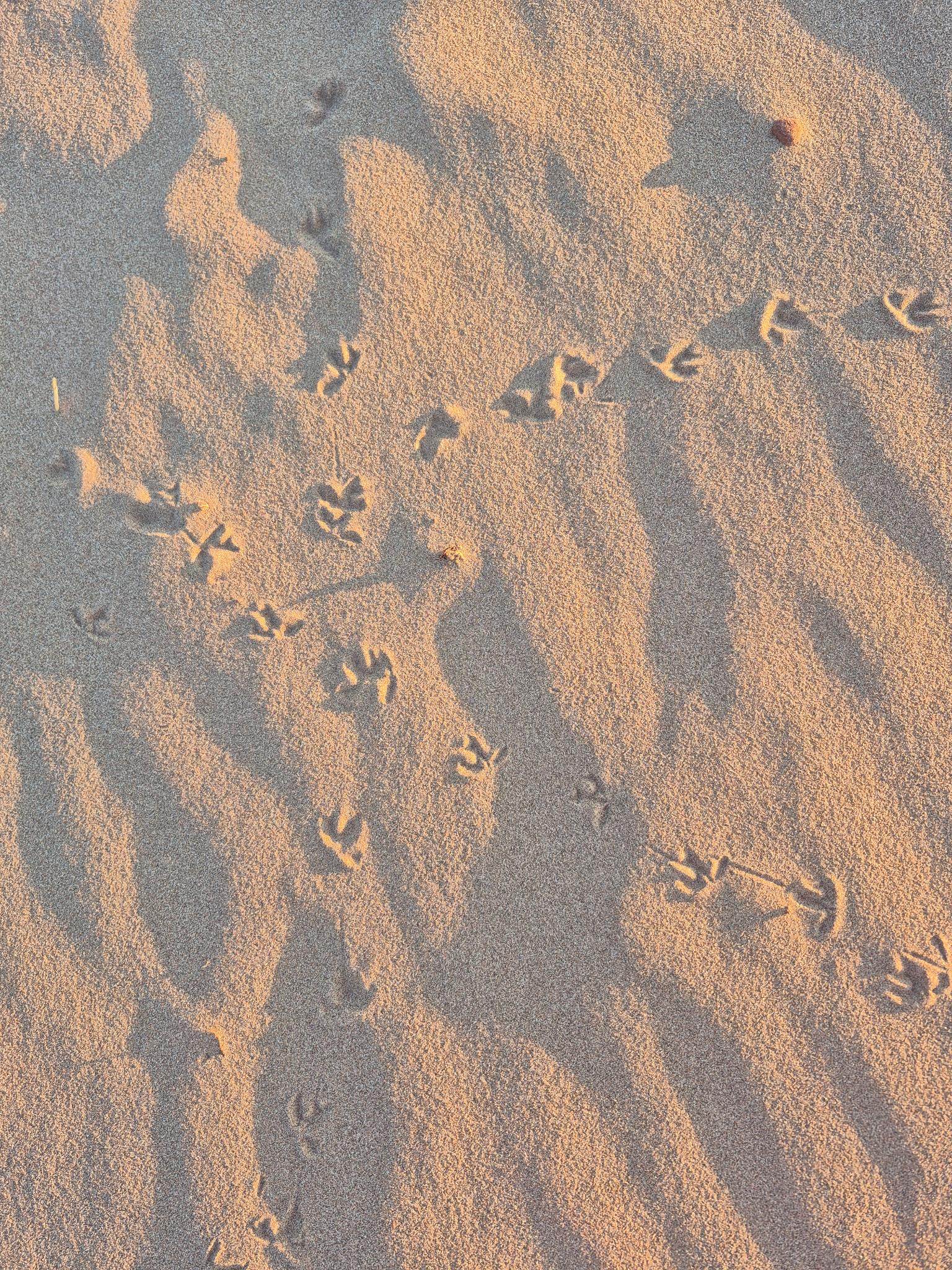 user avatar image for Katie the Otter