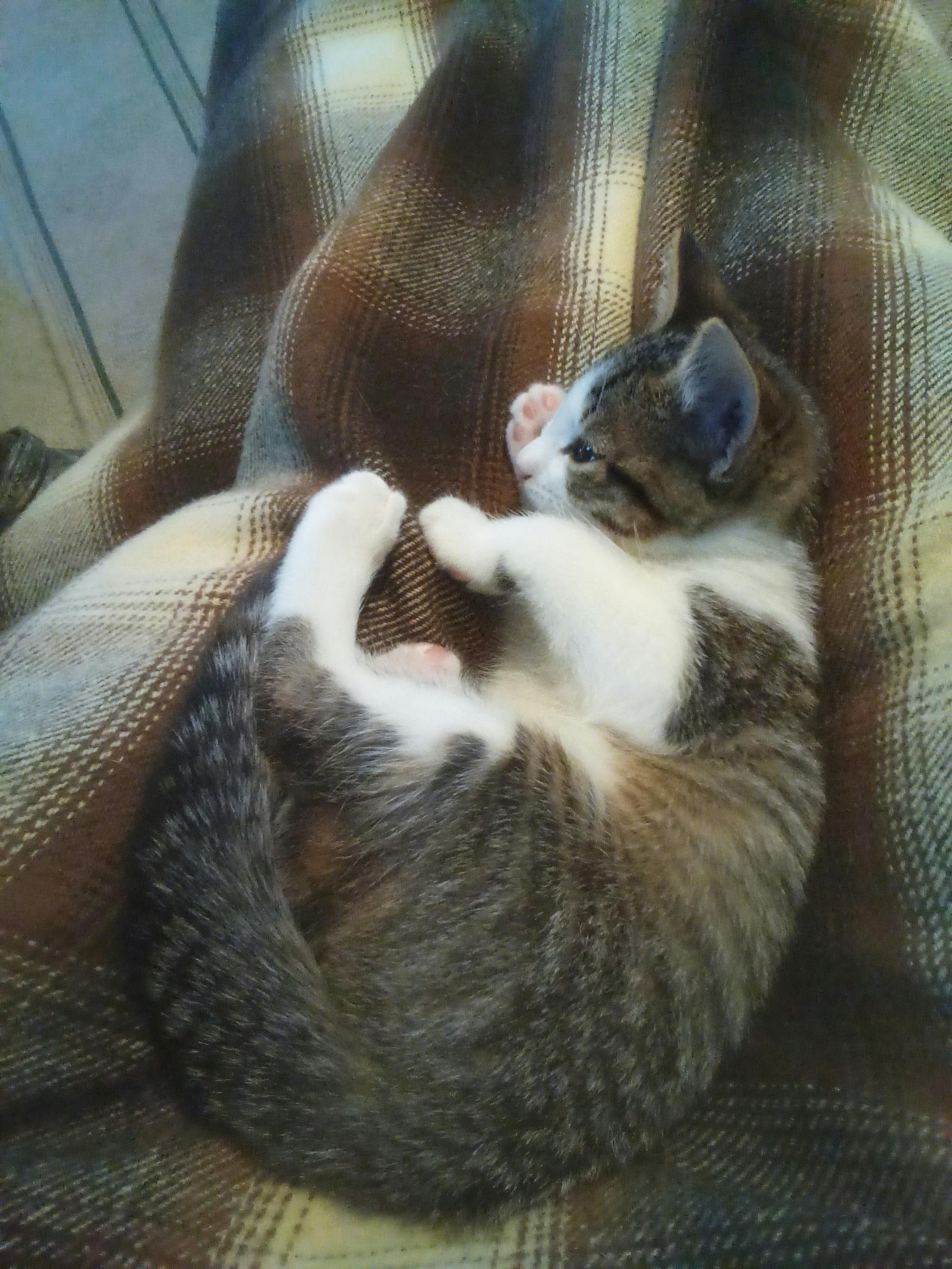 user avatar image for GoblinMode