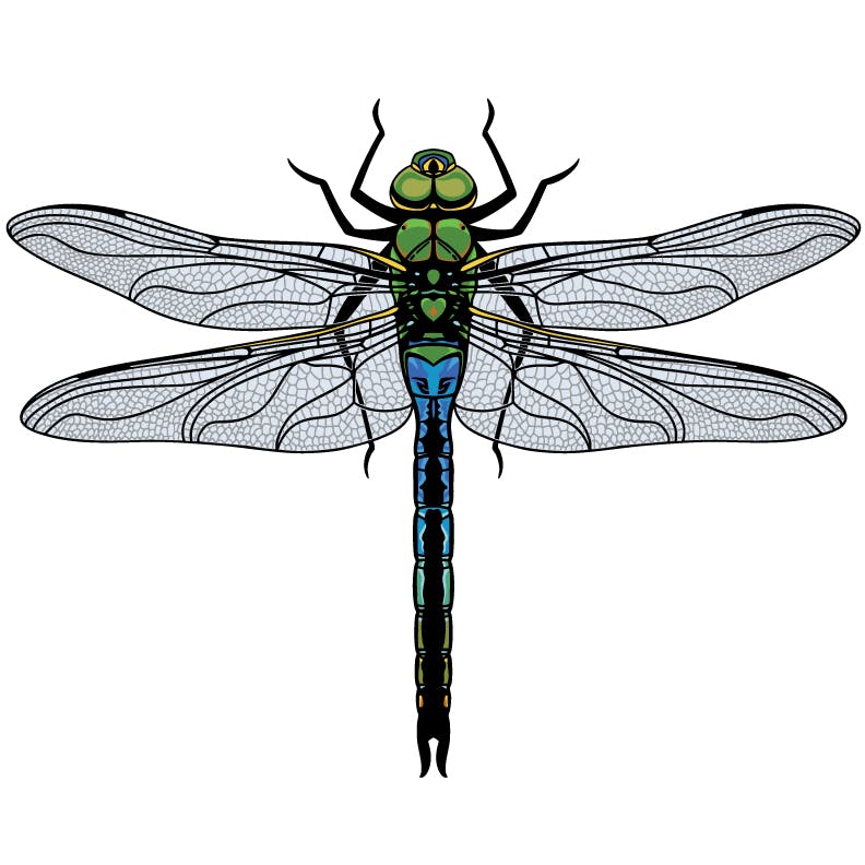 Dragonfly 3" XL pin