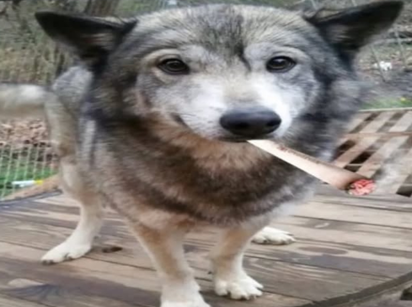 user avatar image for wildwolfchase