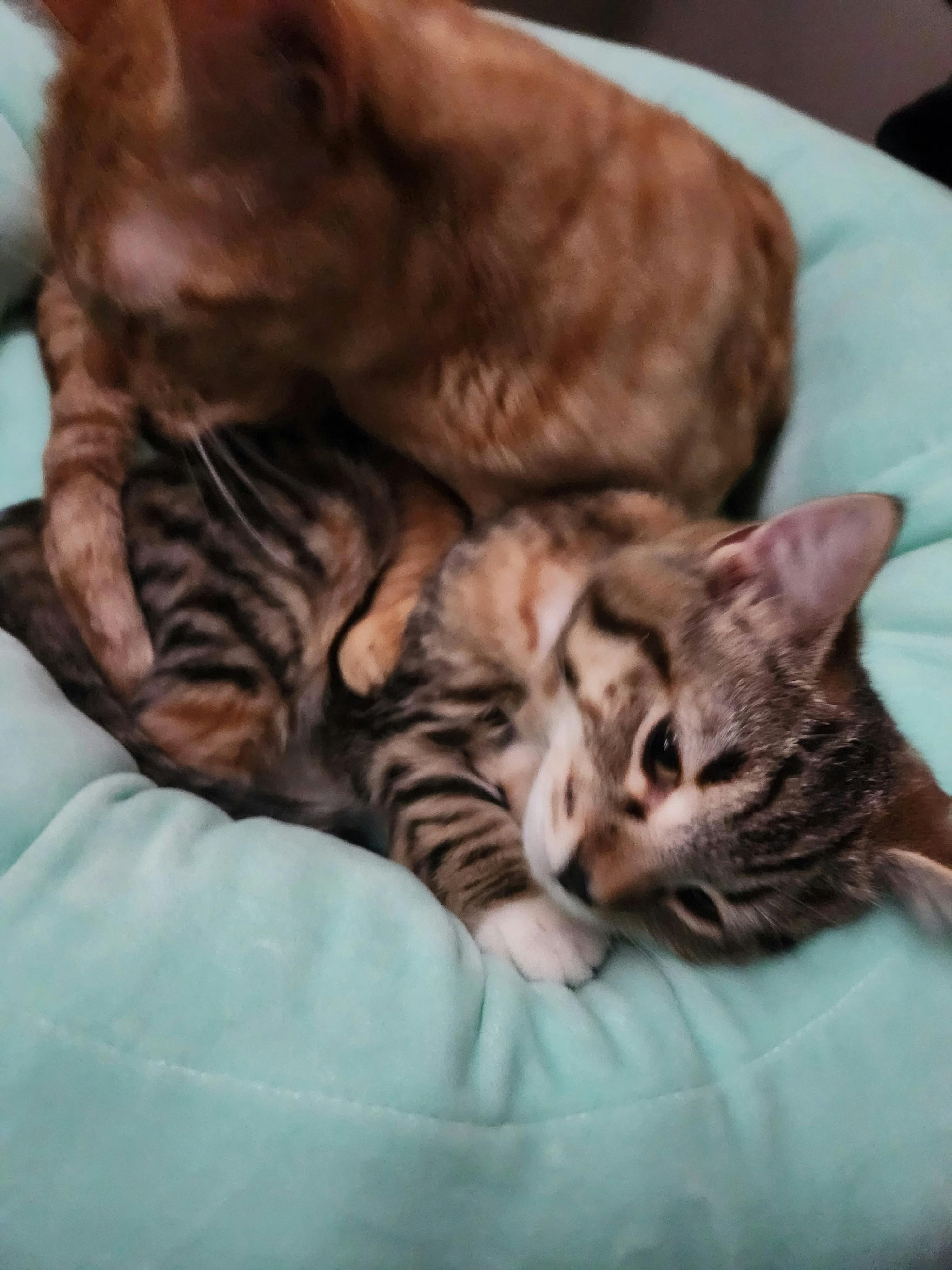 user avatar image for Alisha