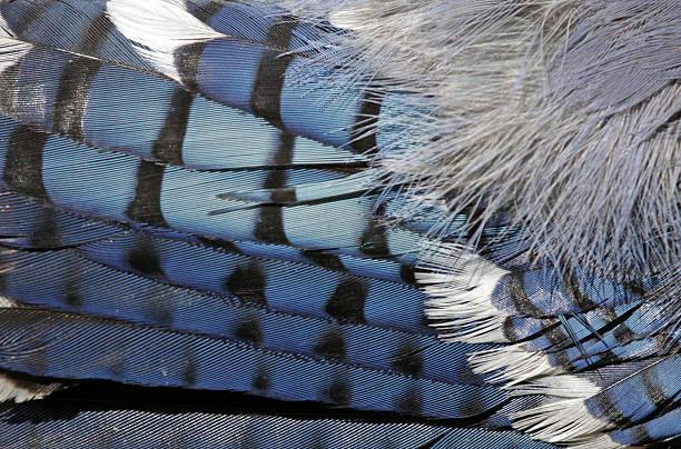 Bluejay