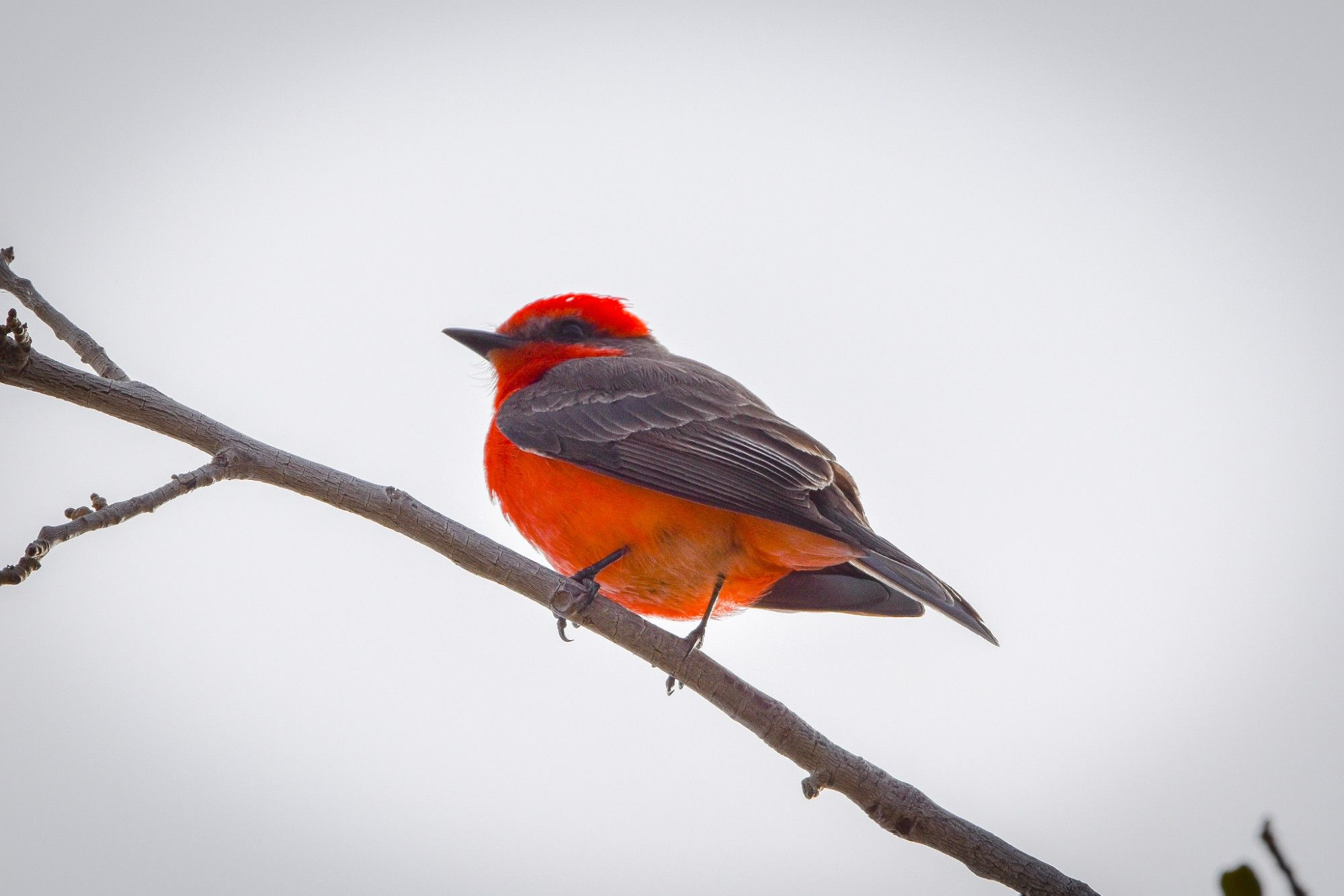 user avatar image for feench