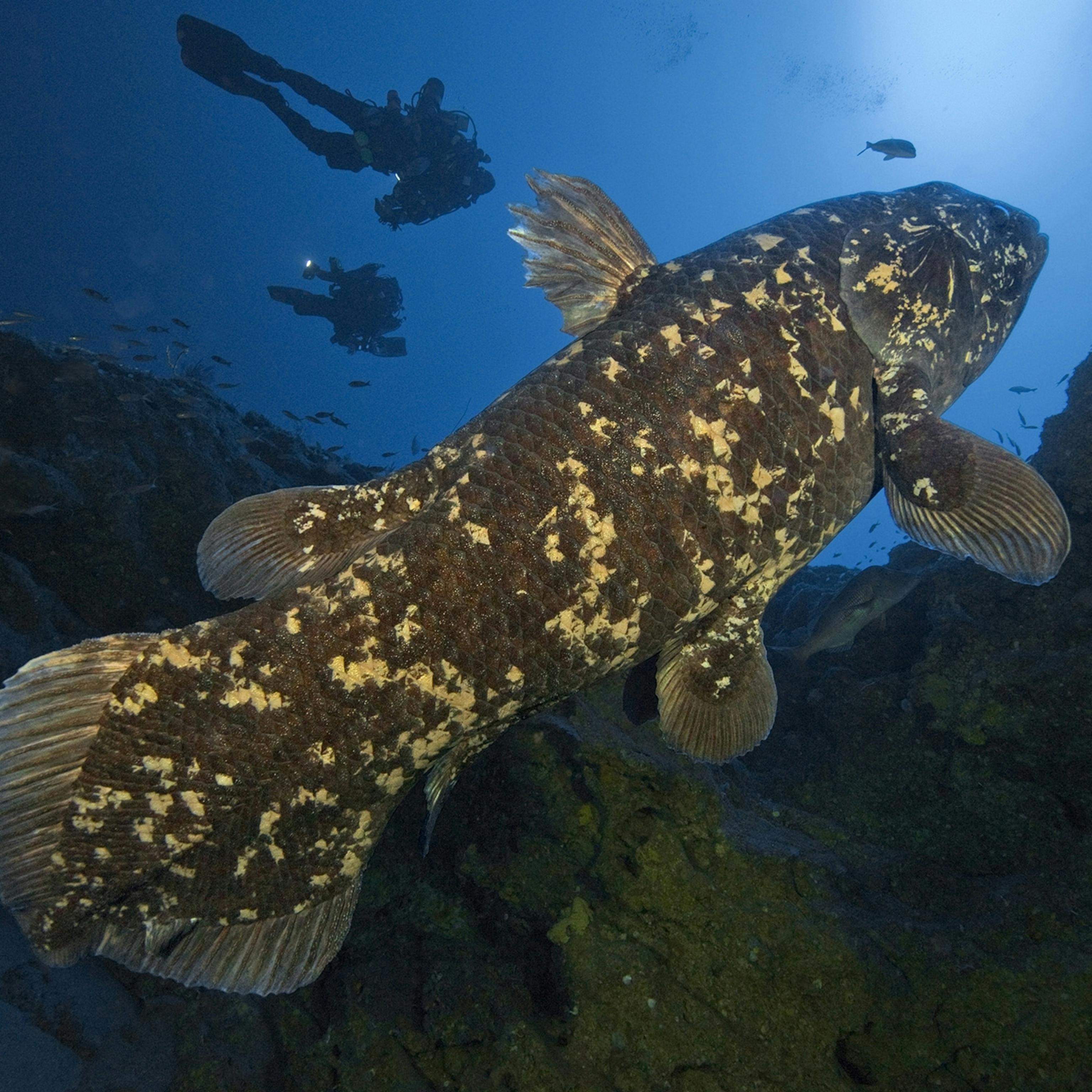 Coelacanth