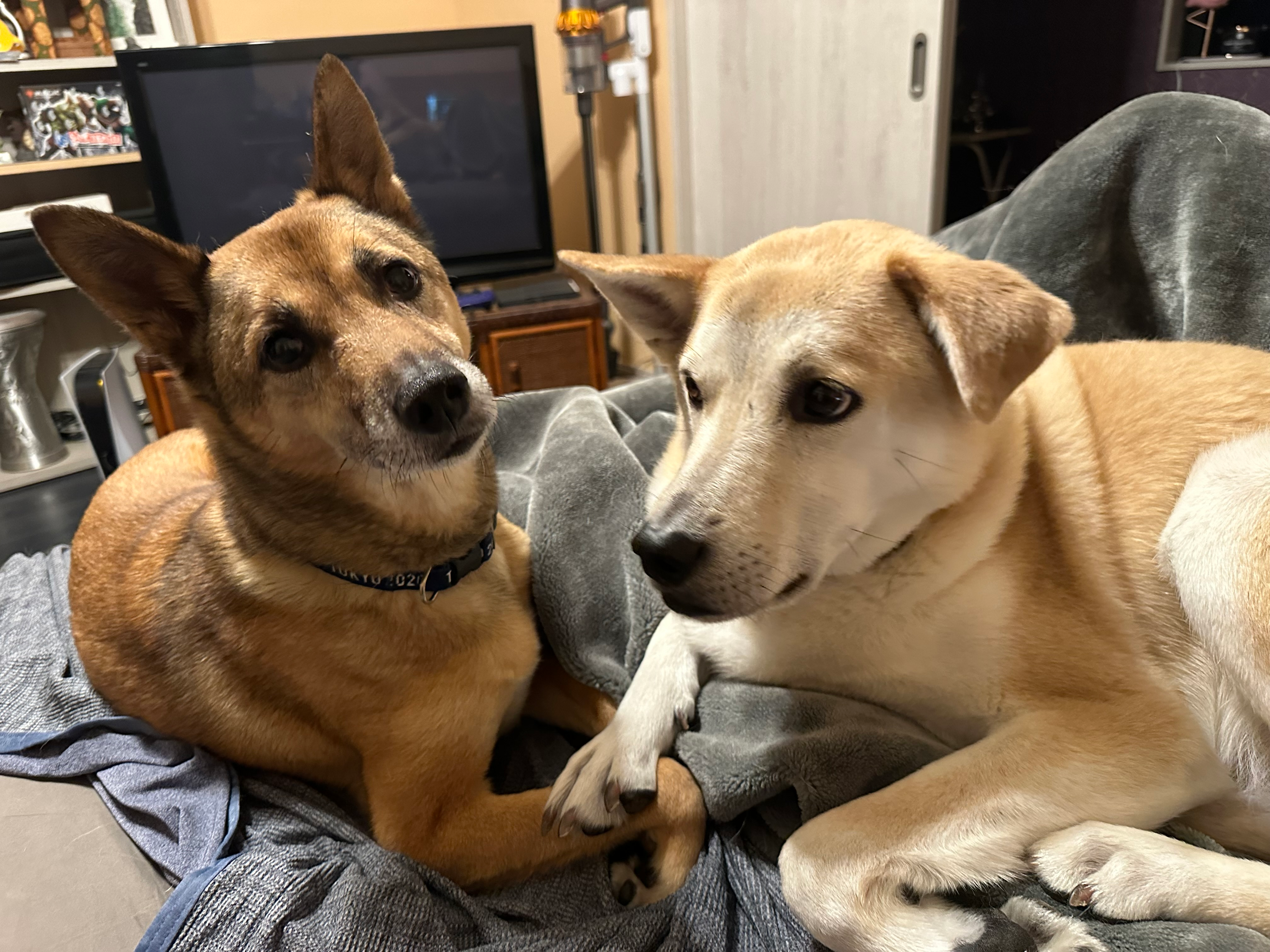 user avatar image for Beccee