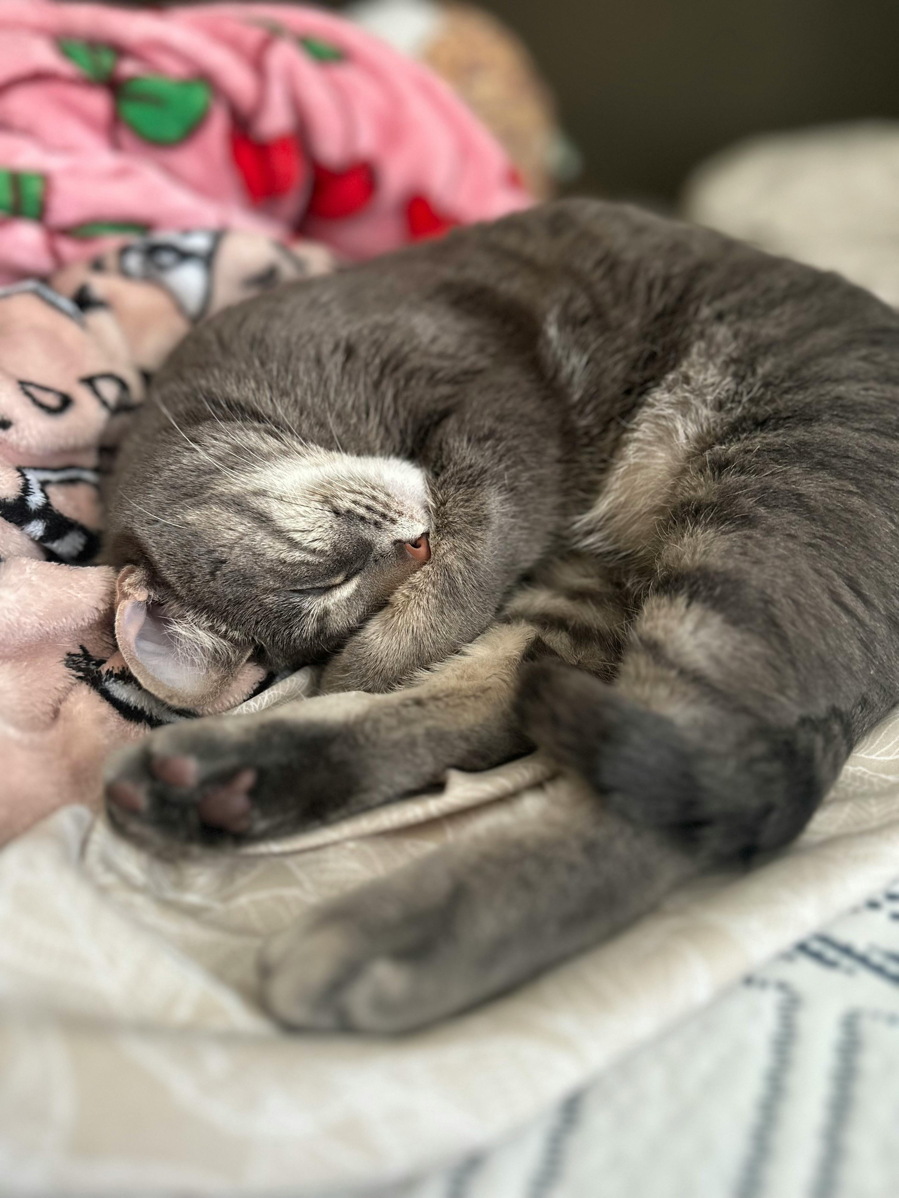 user avatar image for Haley V Ferro