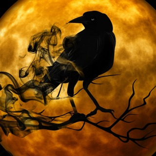 user avatar image for Riconight