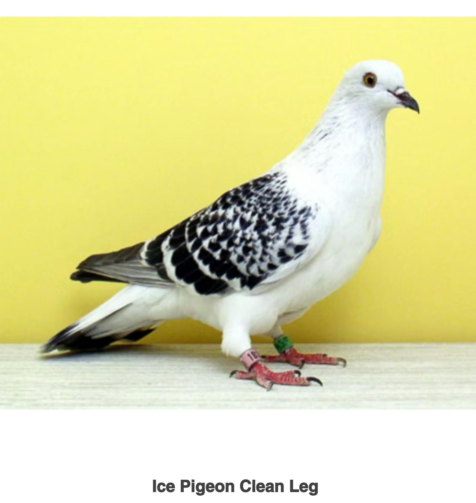 Ice Pigeon