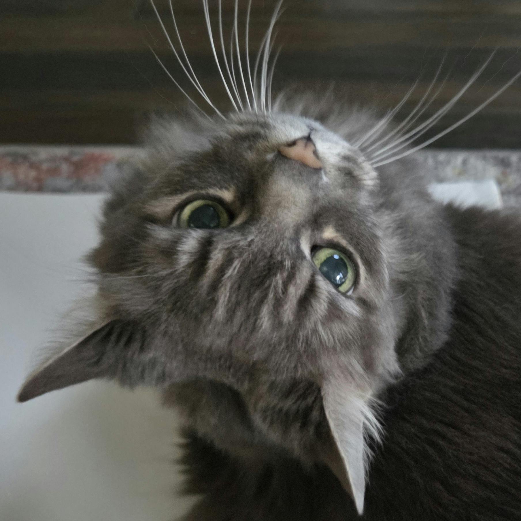 user avatar image for Alizarine