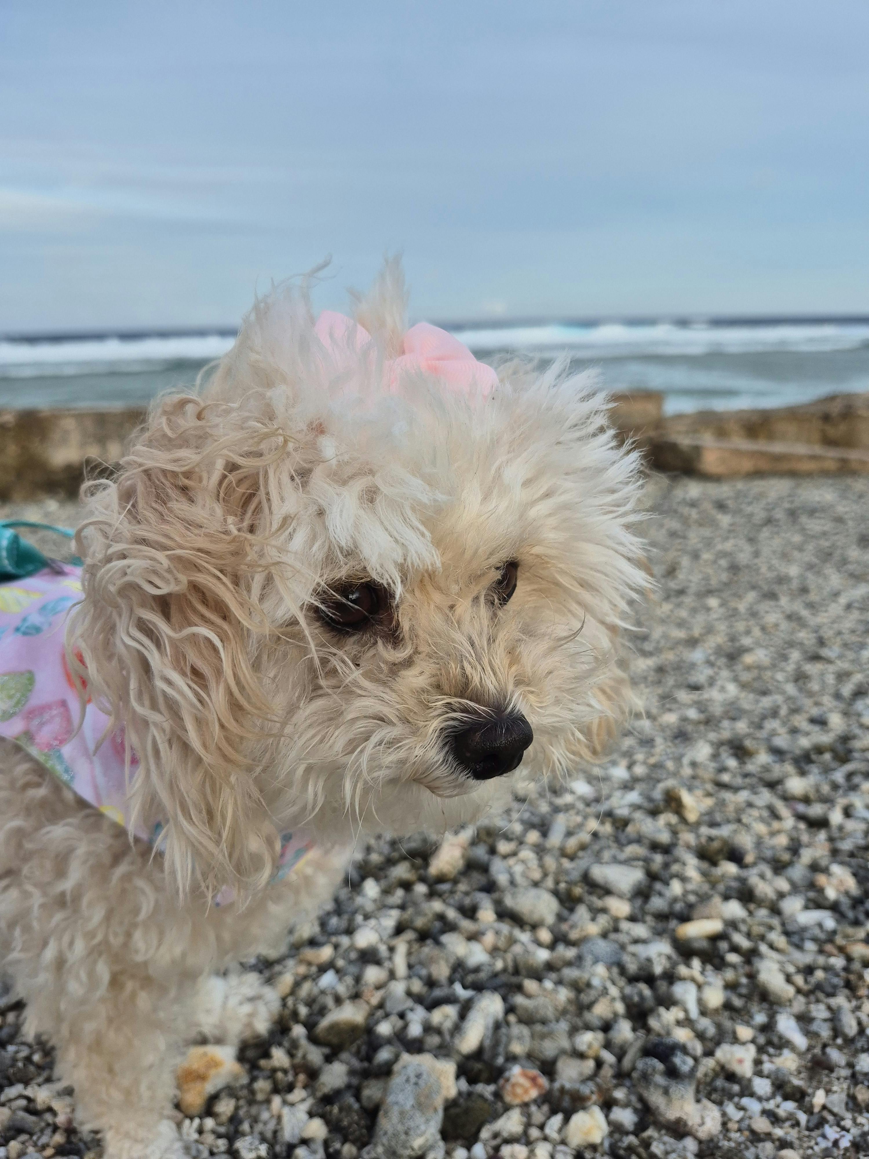 user avatar image for Necroxcarnival