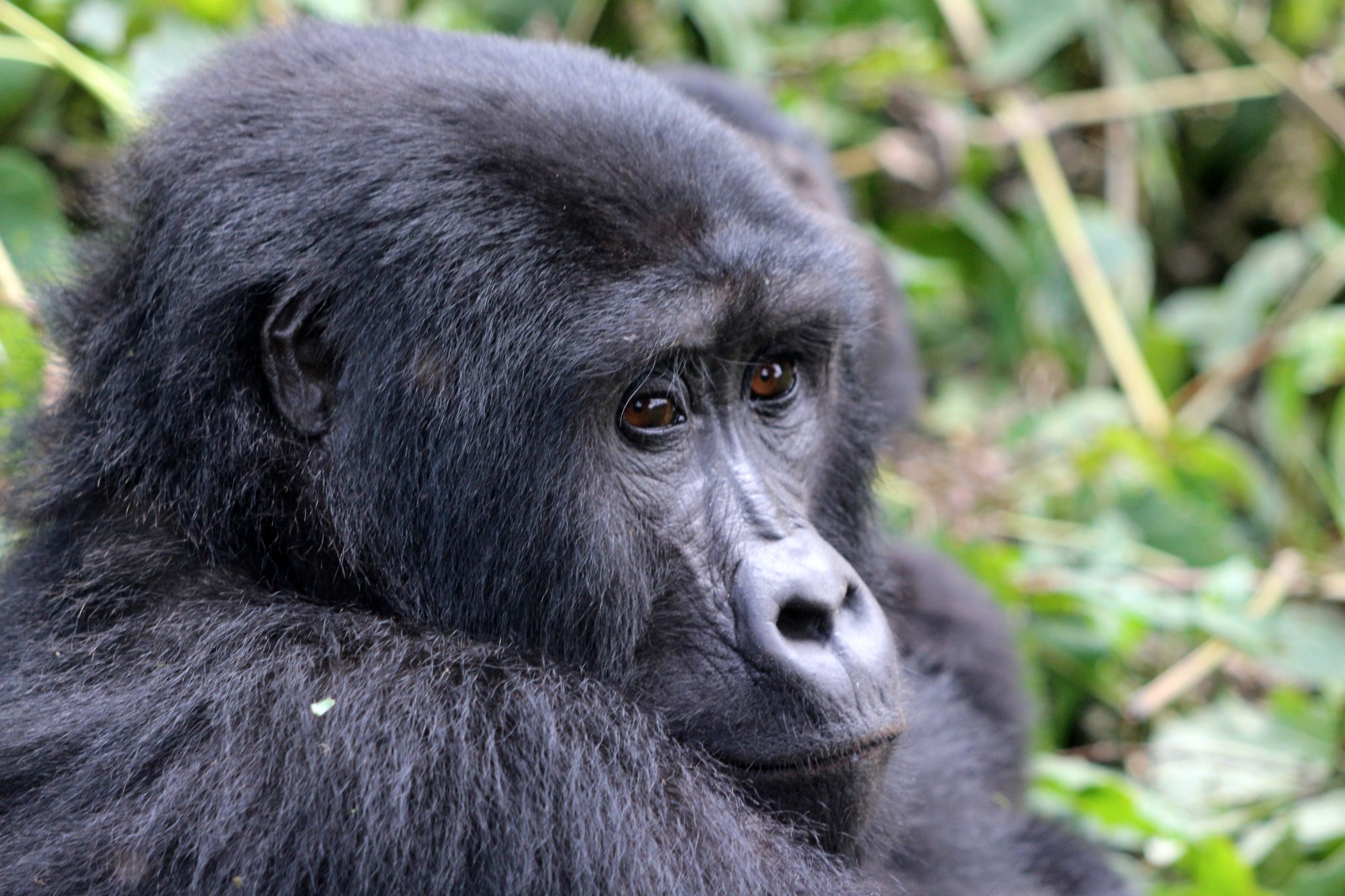 user avatar image for Simmar