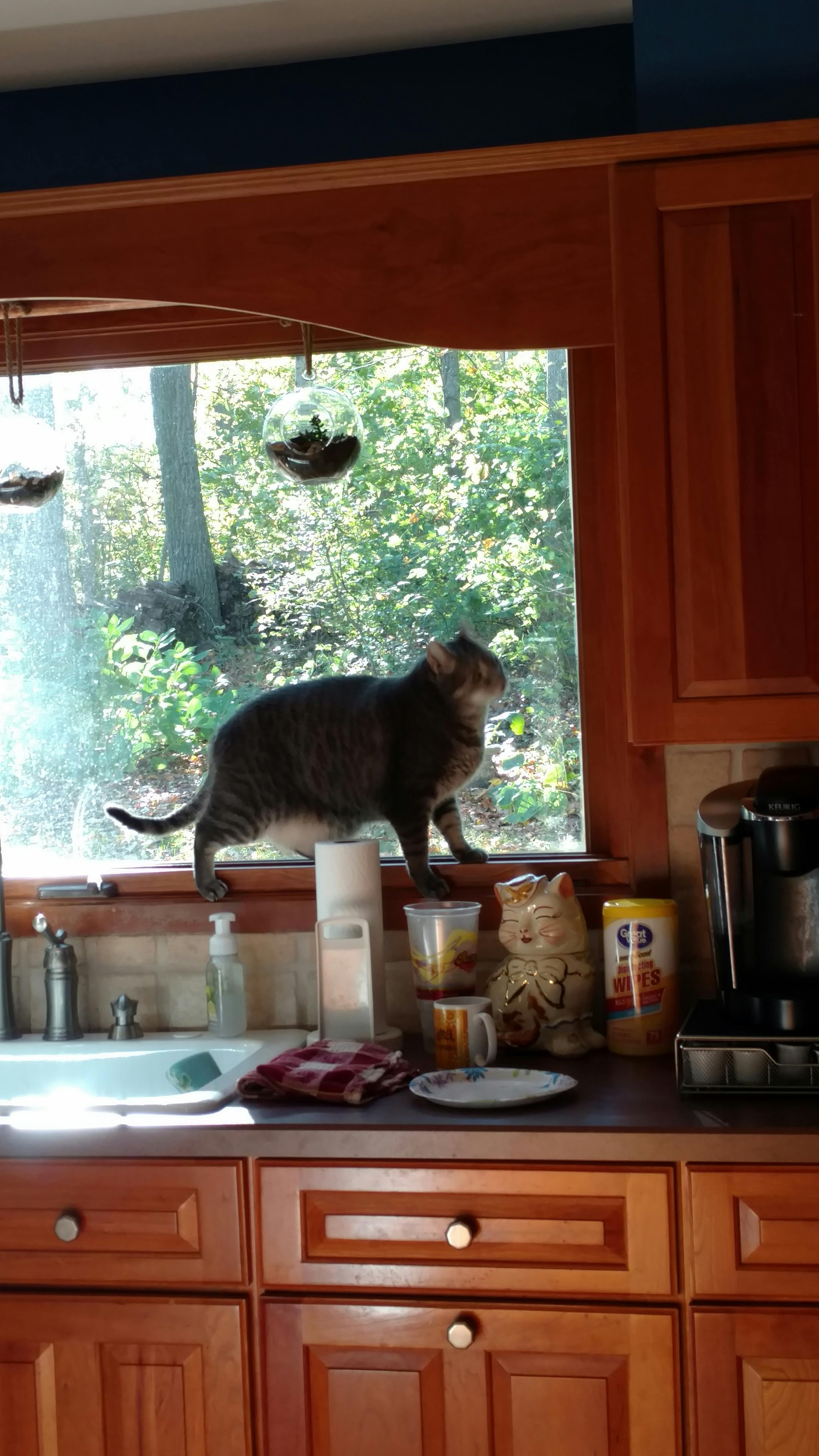 user avatar image for Merlin